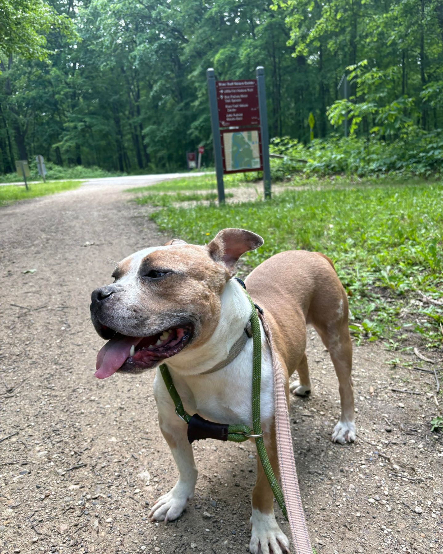 shelter dog on a walk