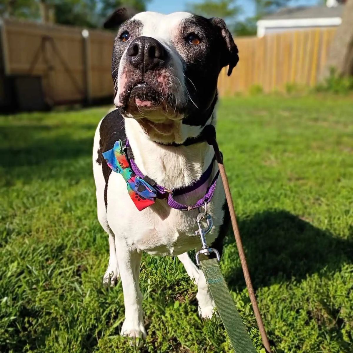 shelter dog on grass