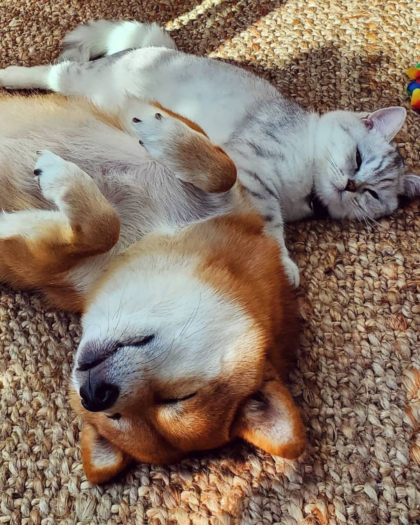 shiba dog and cat sleeping
