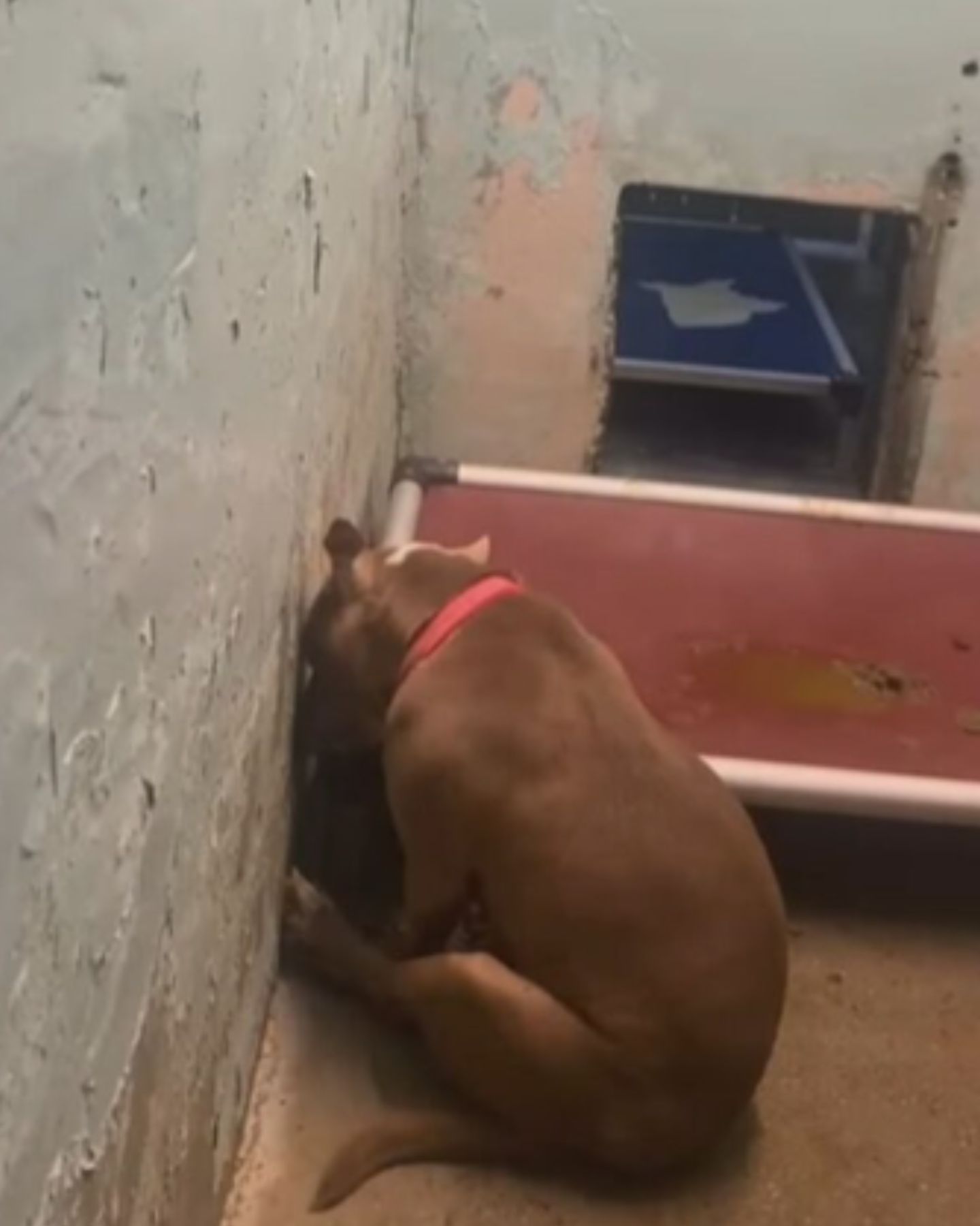 shy and heartbroken dog