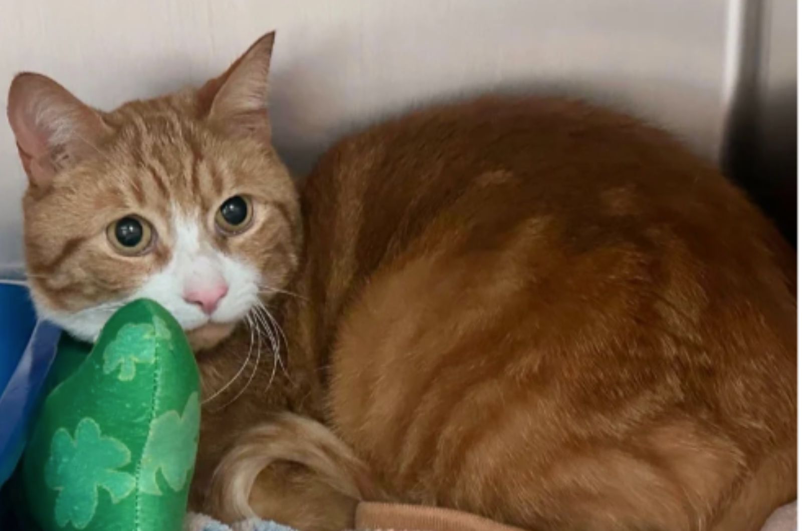 shy orange and white cat