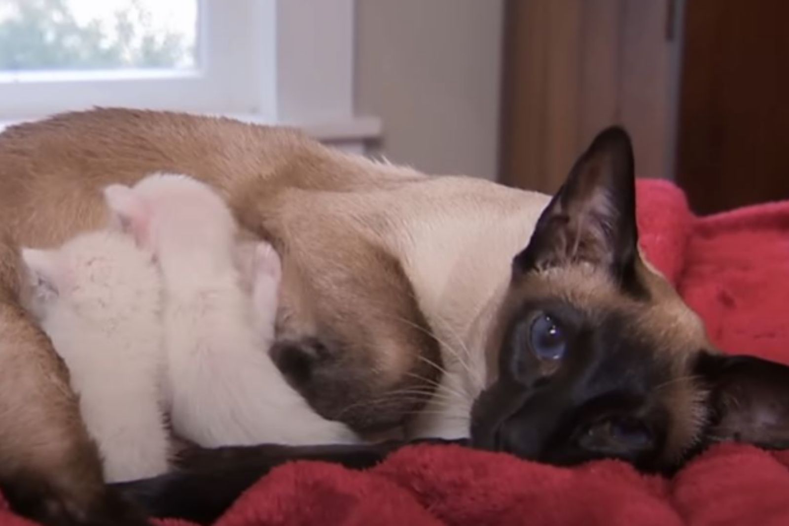 siamese cat nursing two kittens