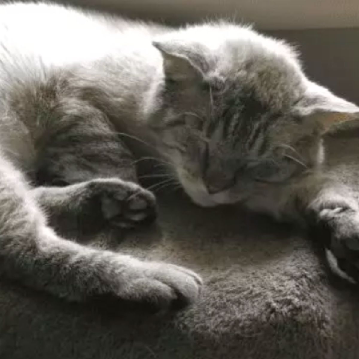 siamese cat sleeping