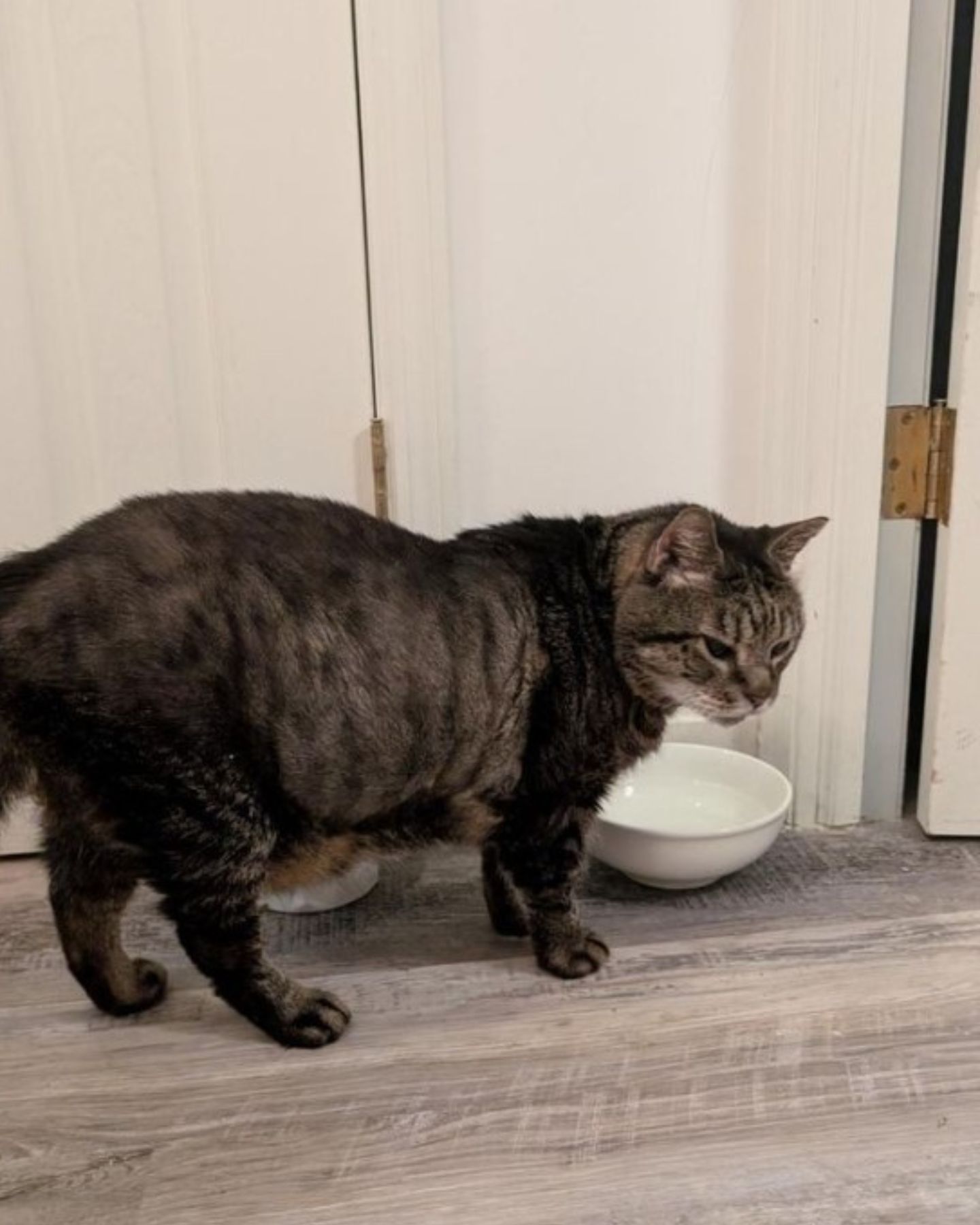 sick cat in front of water bowl