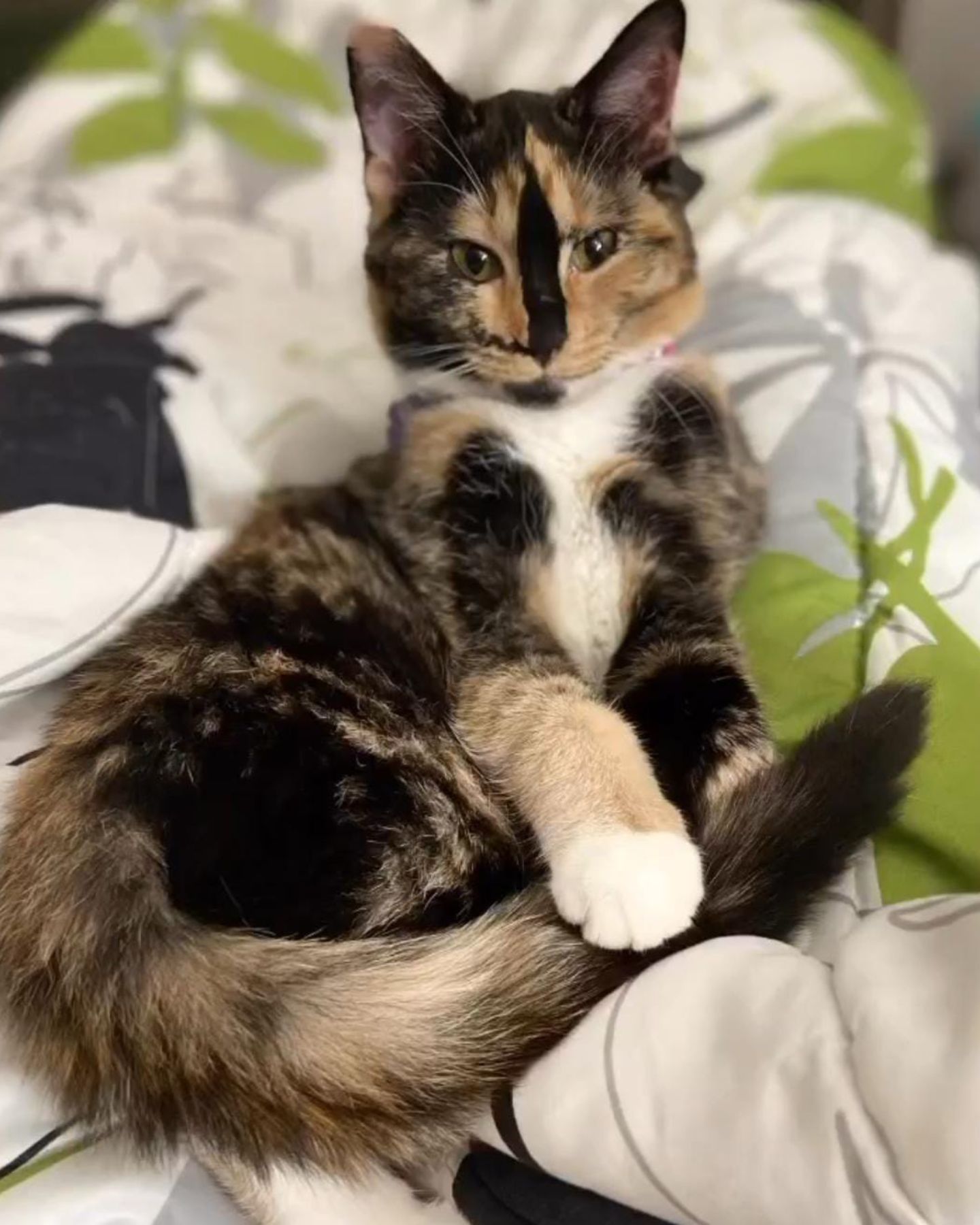 sick cat lying in bed