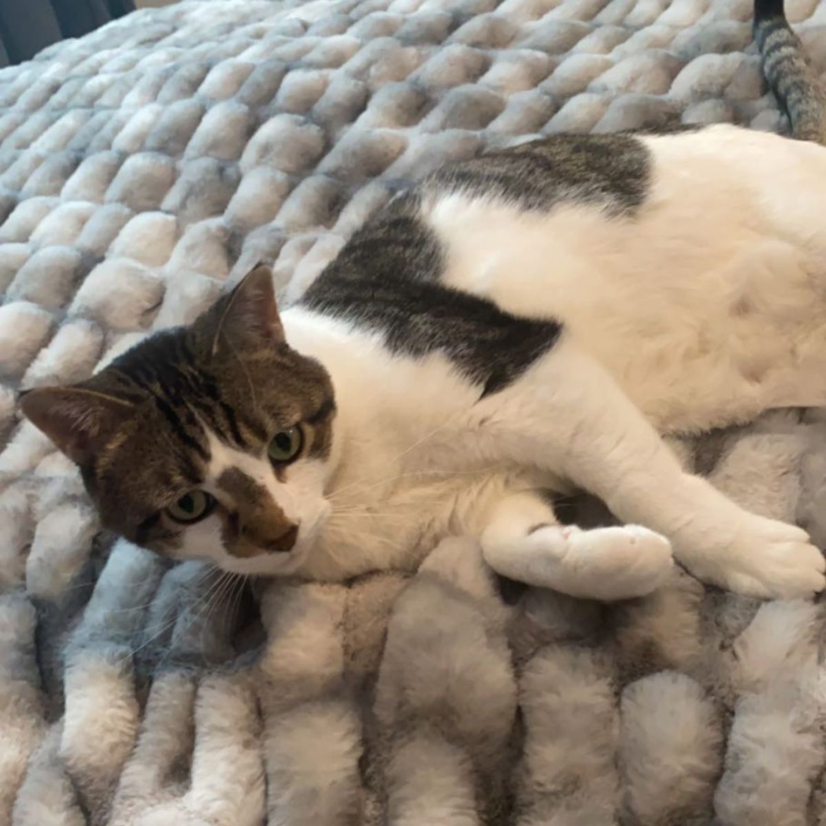 sick cat lying in the bed