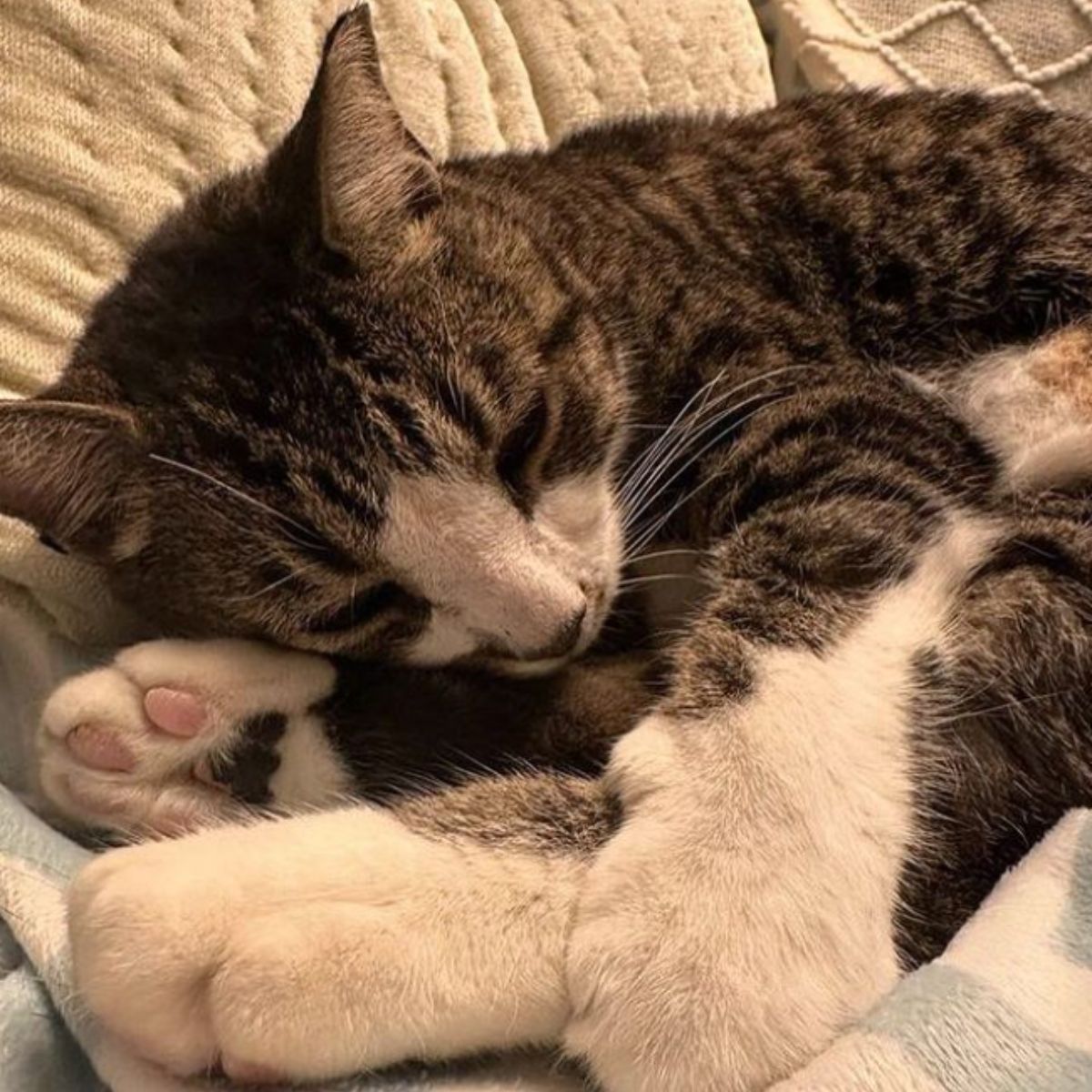 sick cat sleeping