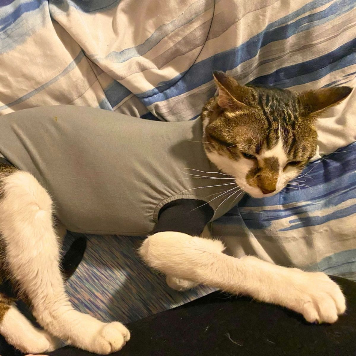 sick cat wearing a shirt
