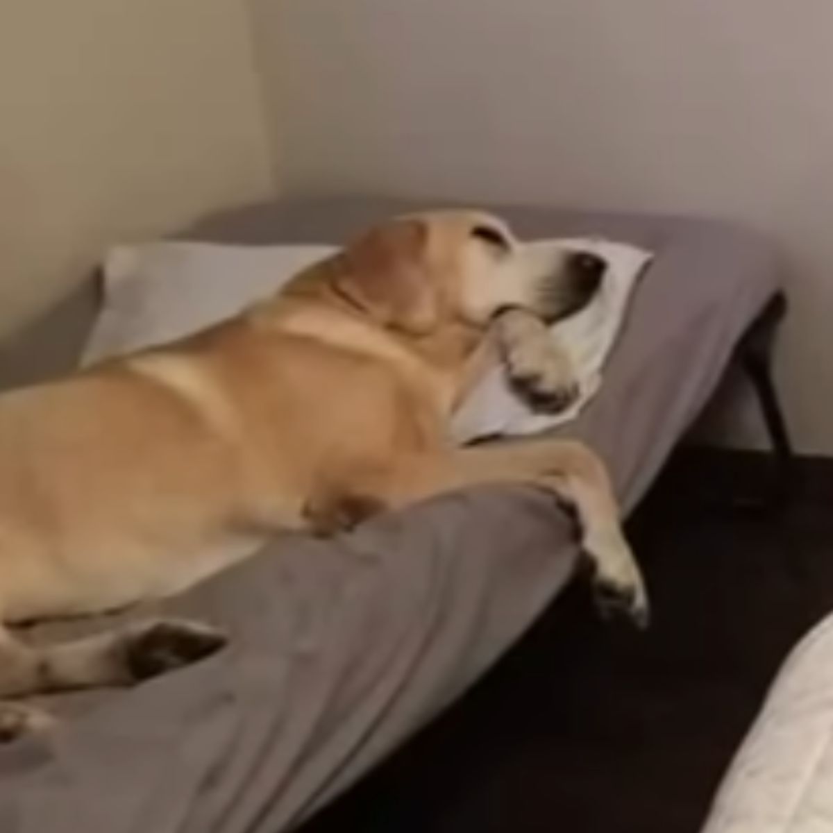 sick dog lying in bed