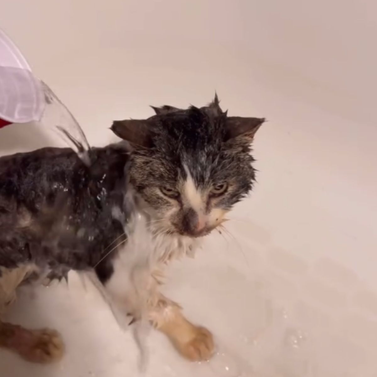 sick feral cat