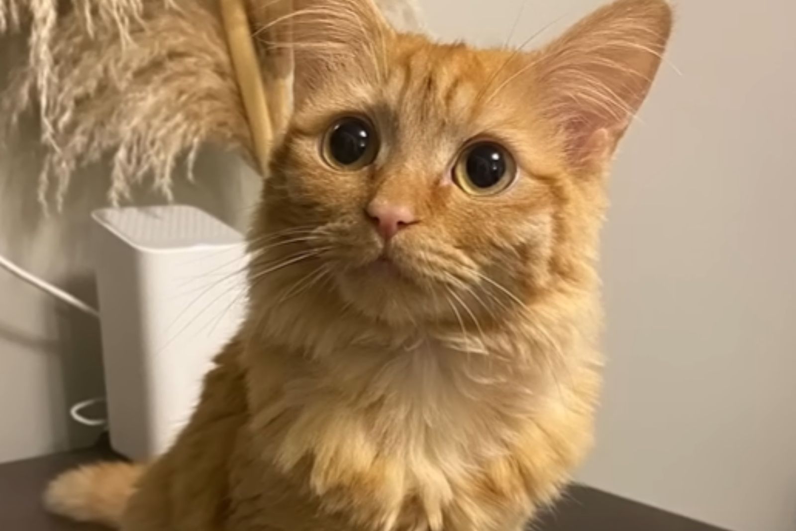 sick ginger kitten