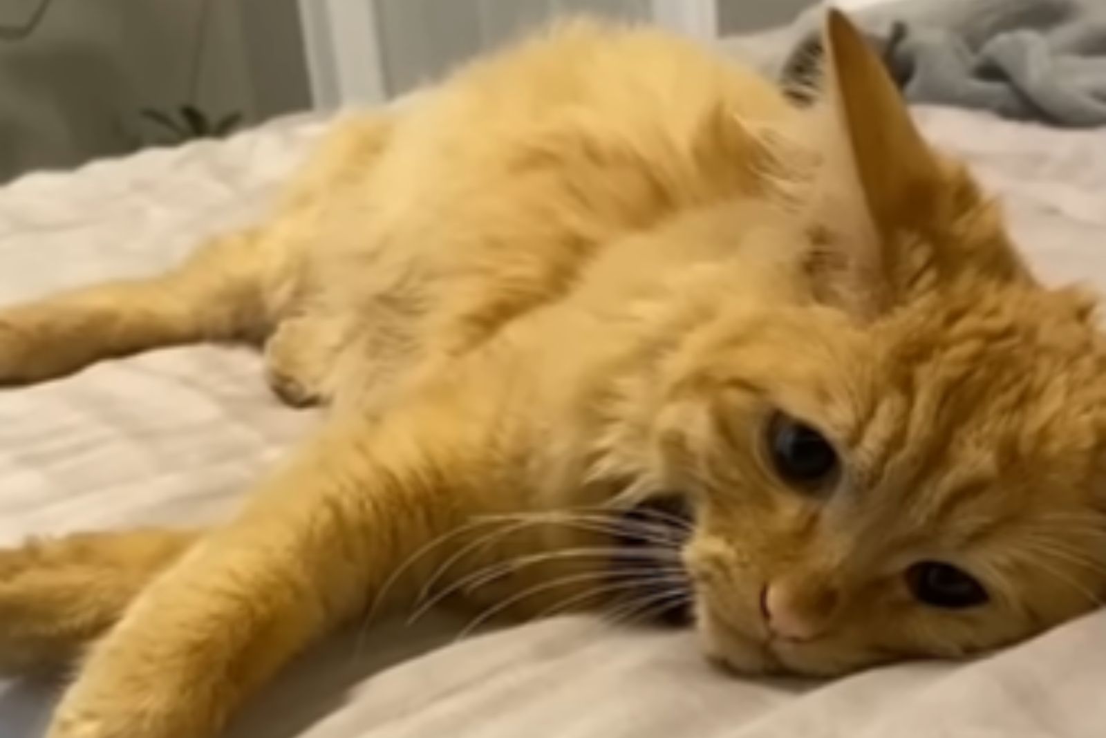 sick kitten lying down