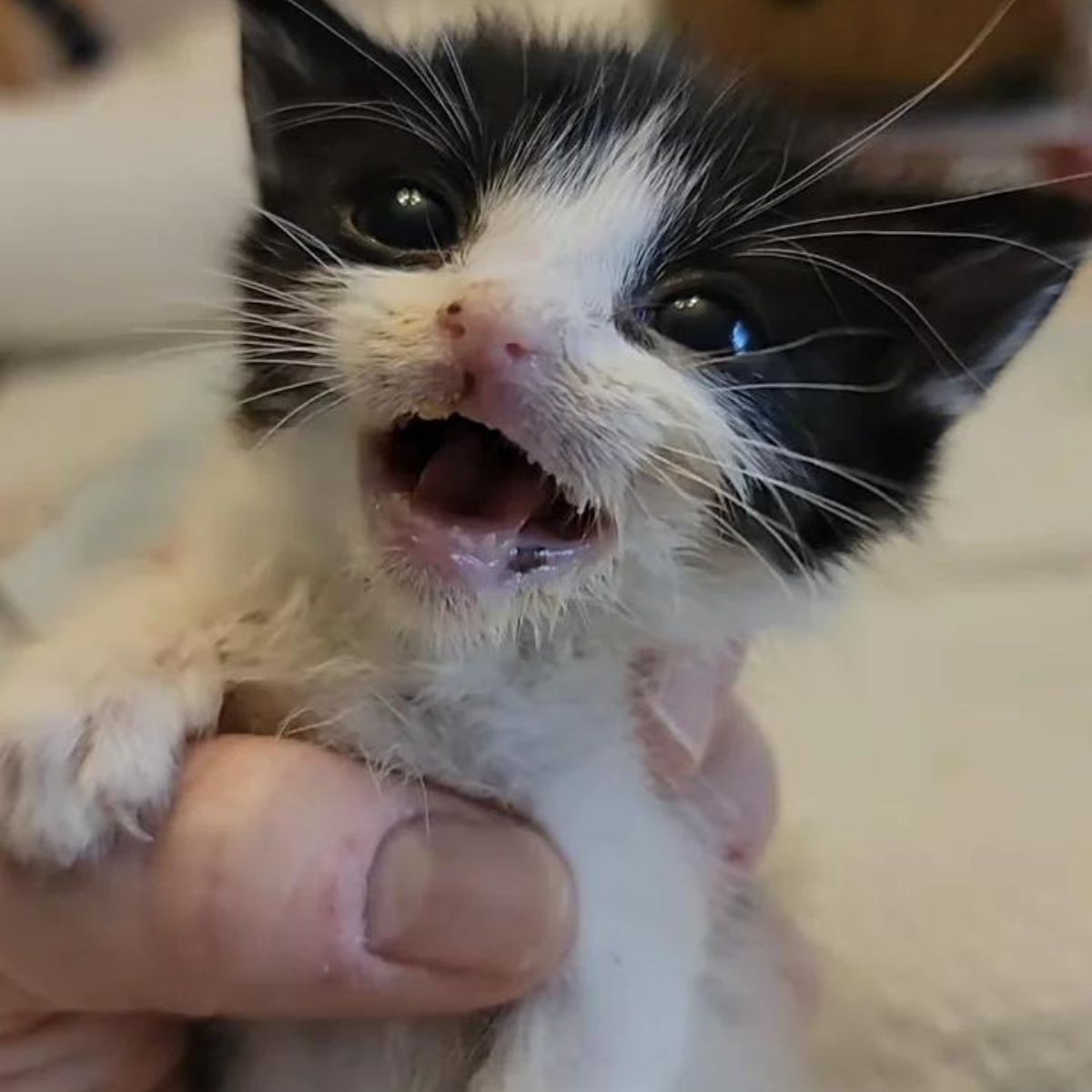 sick kitten