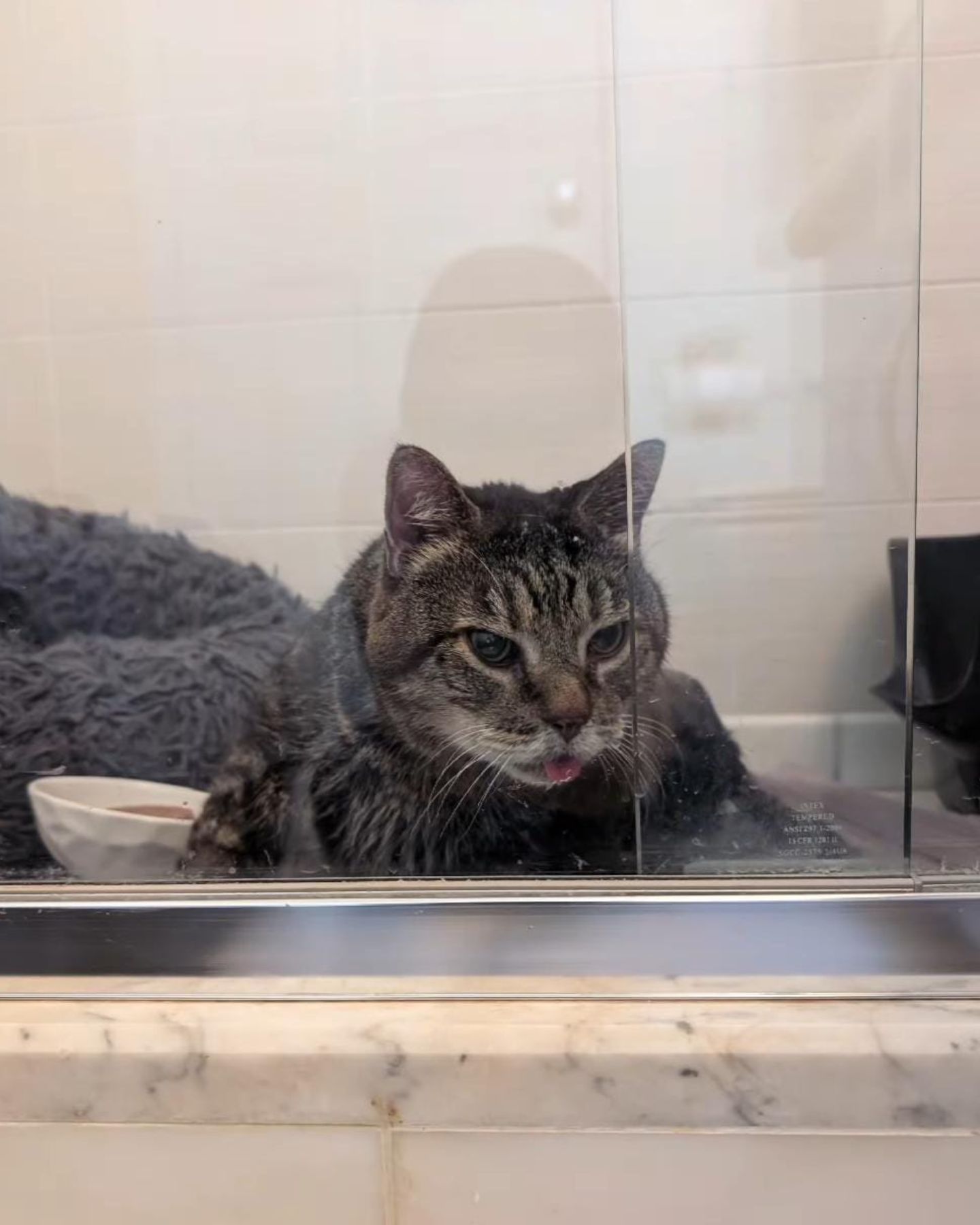 sick senior cat in bathroom