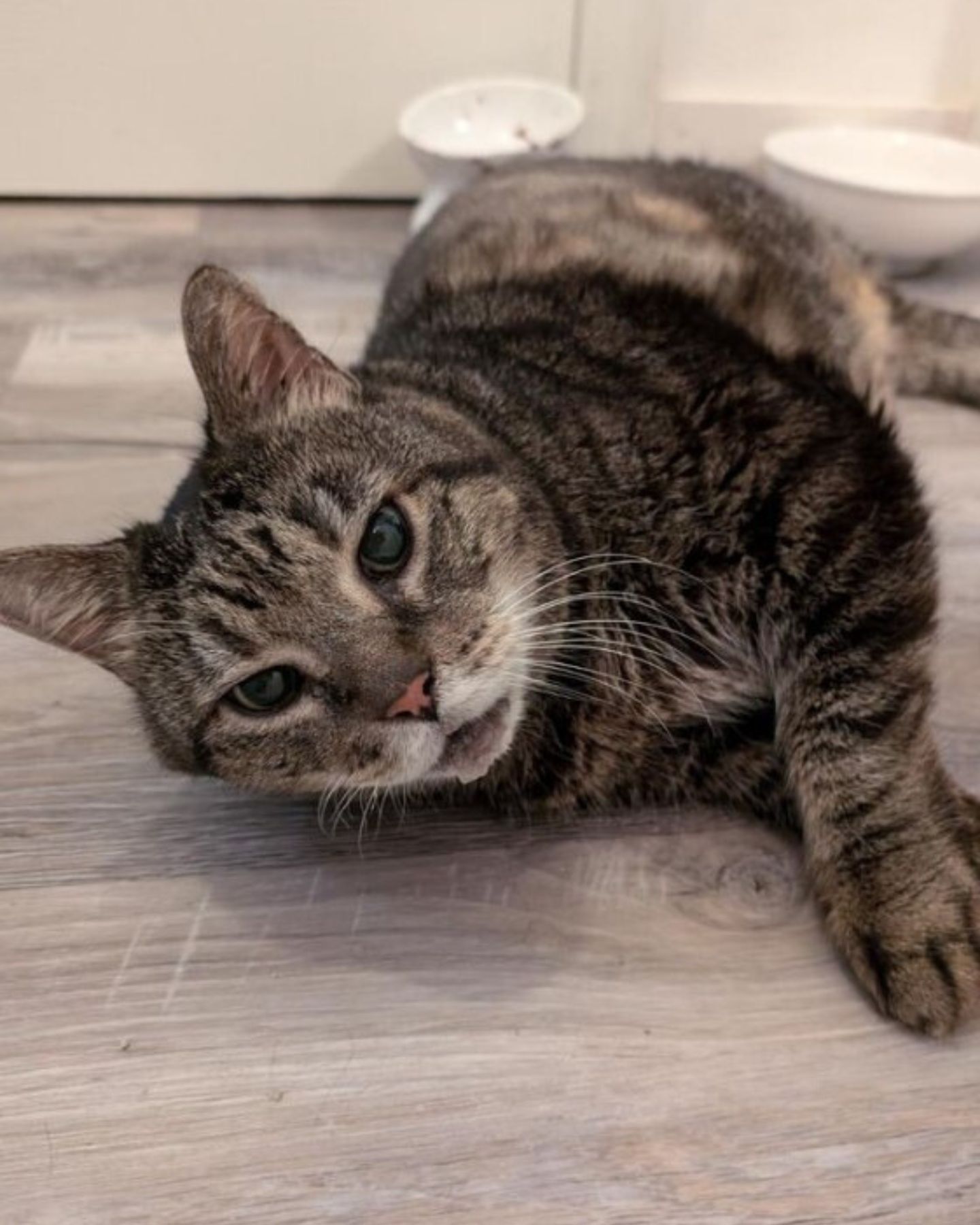 sick senior cat lying on the floor