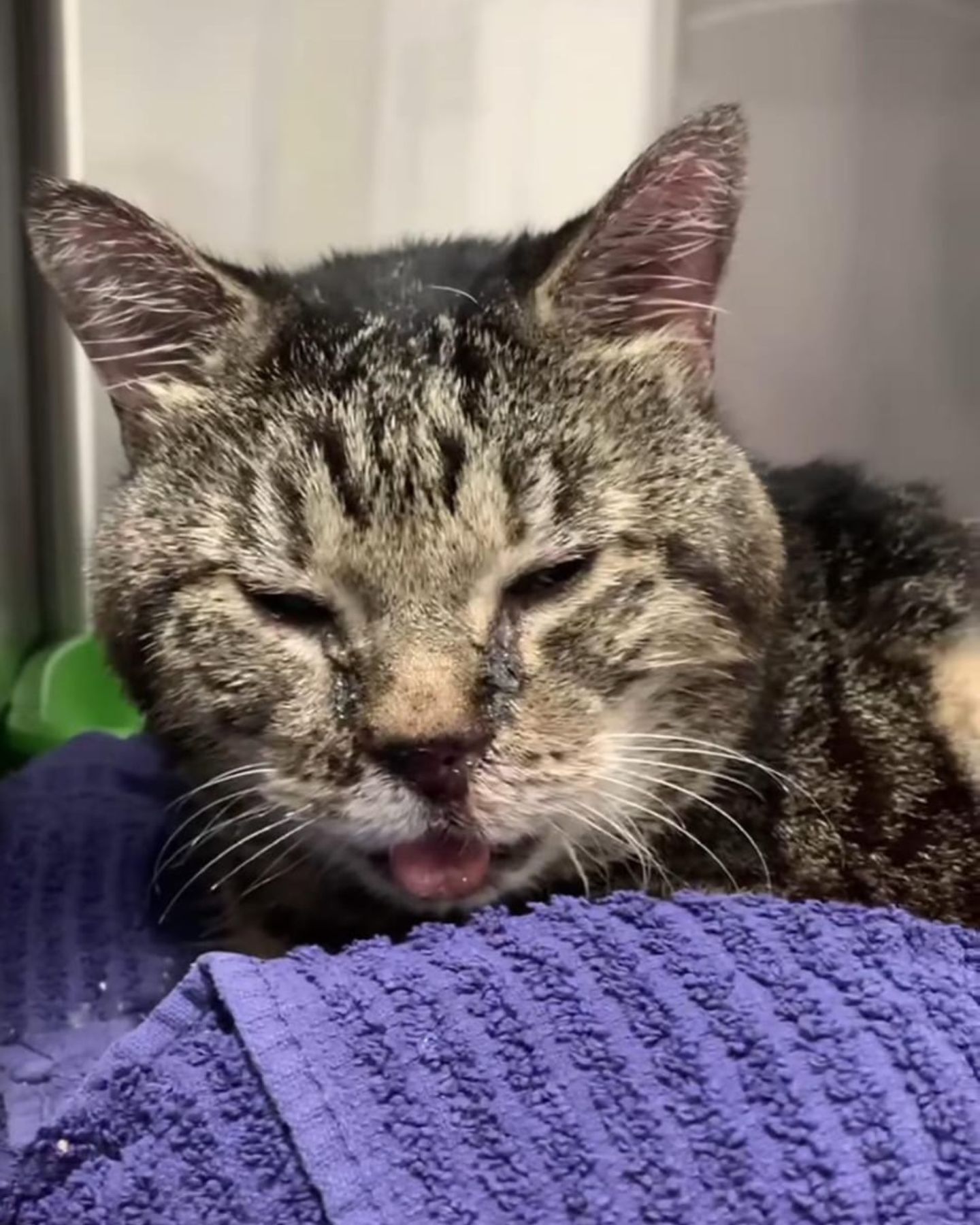 sick senior cat lying on towel