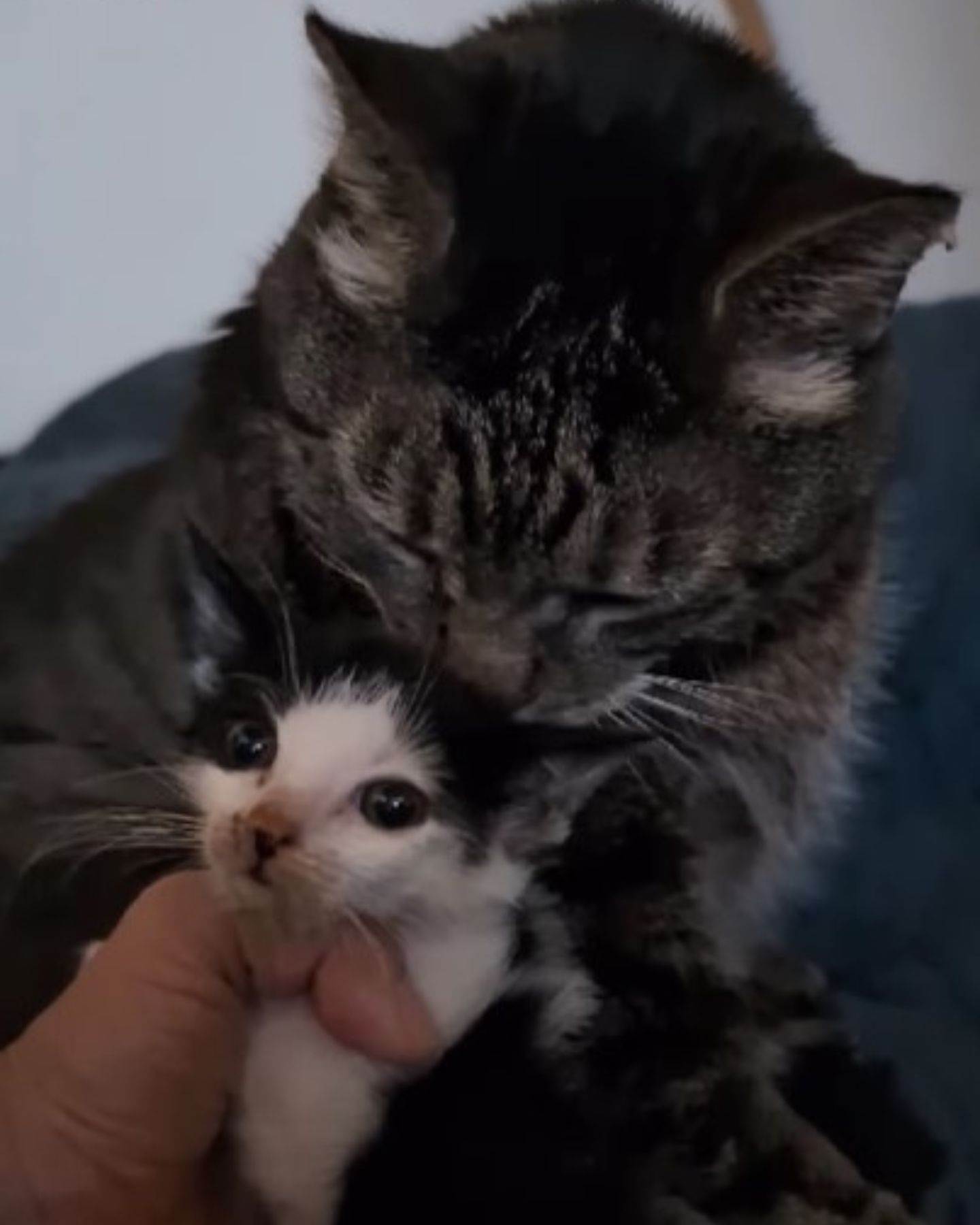 sick senior cat with a kitten