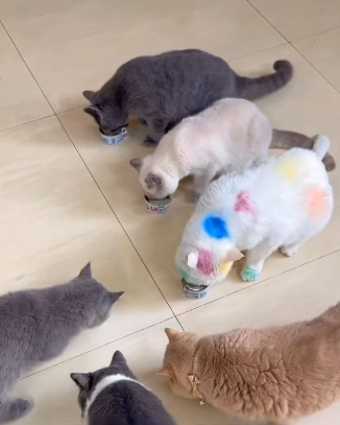 six cats eating