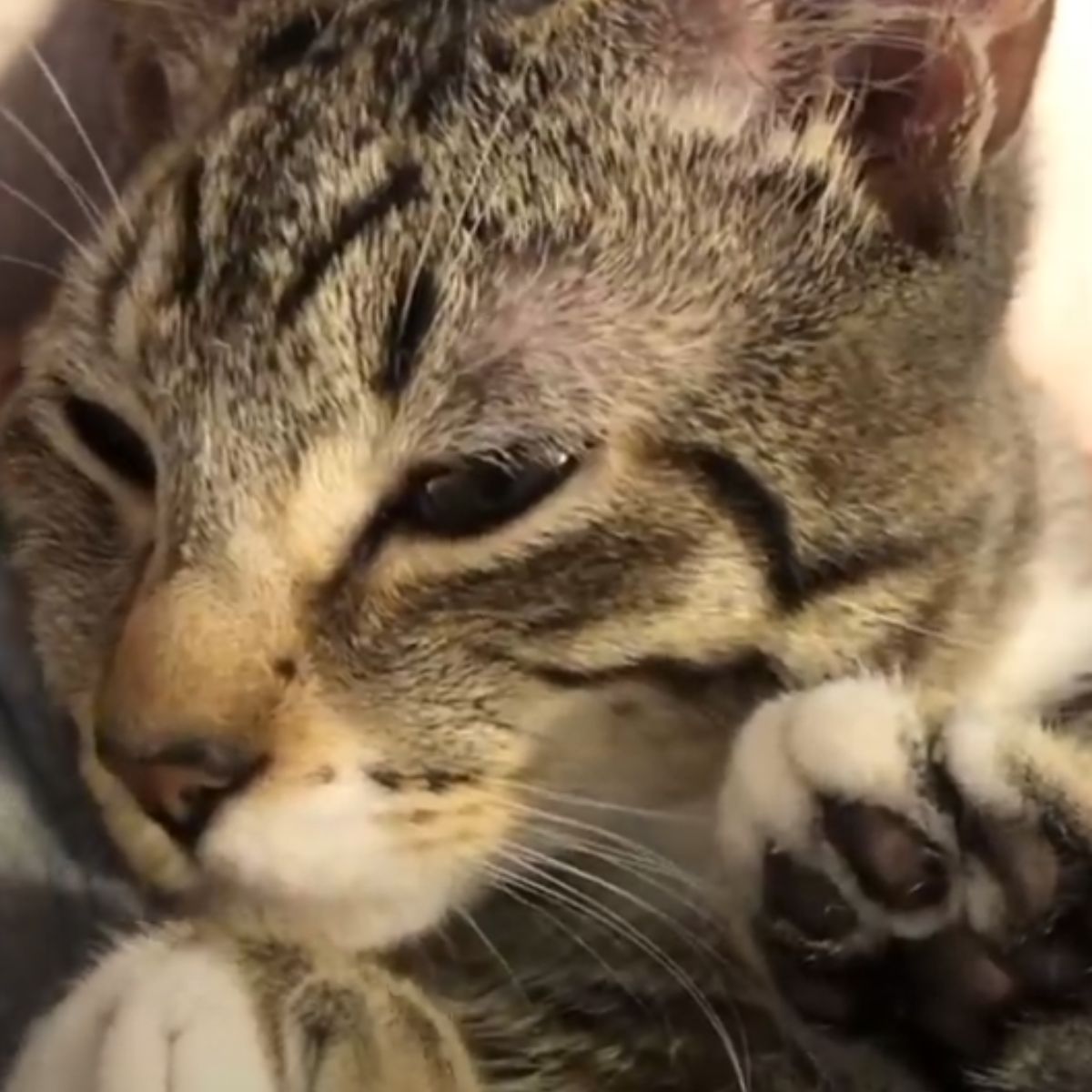 sleepy cat