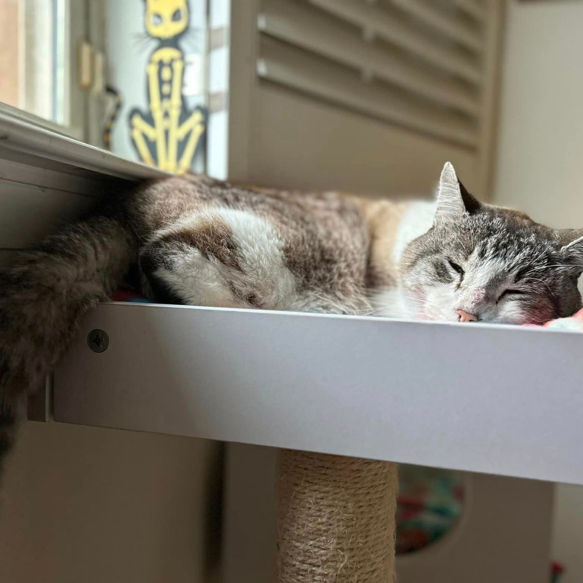 sleepy cat