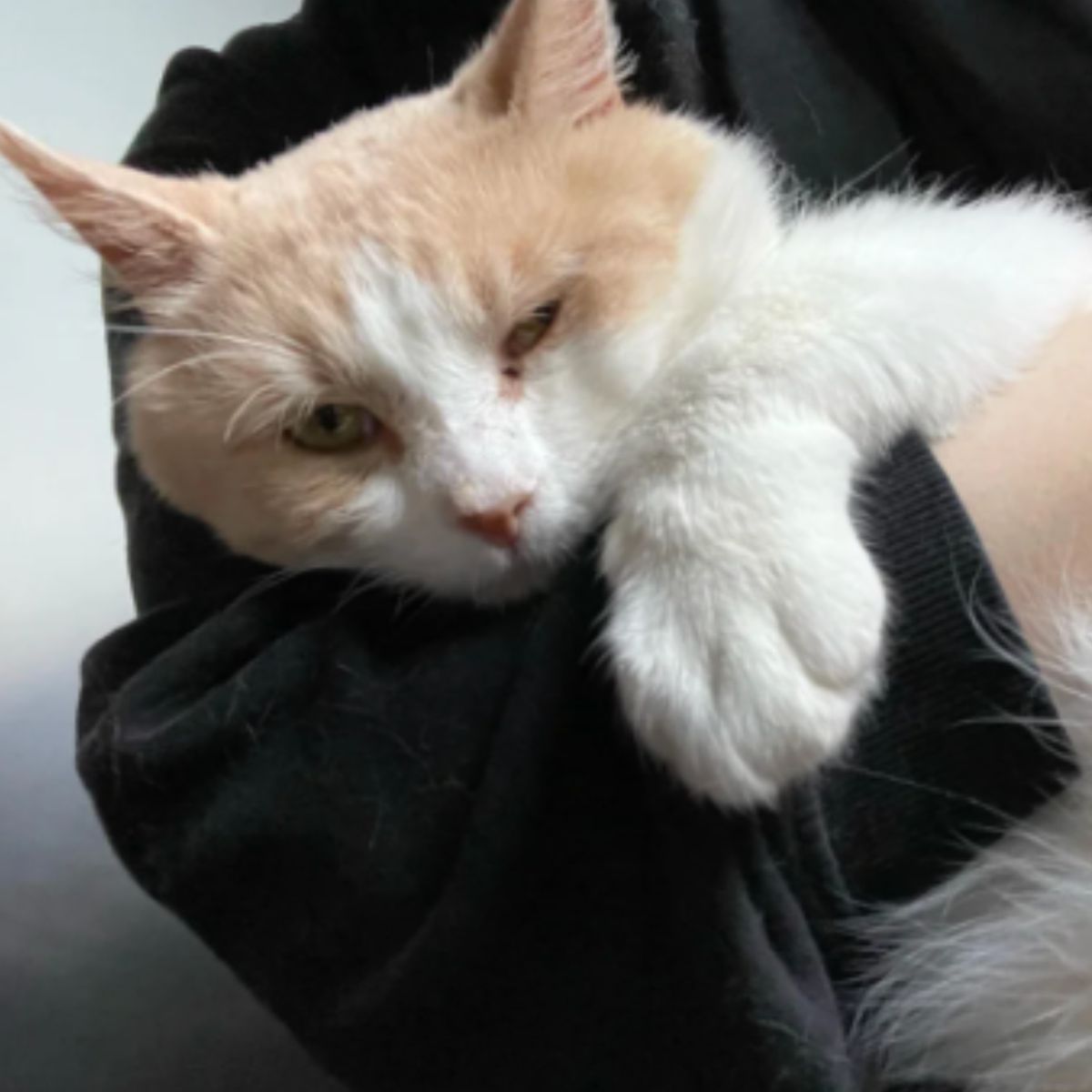 sleepy cat held in hands