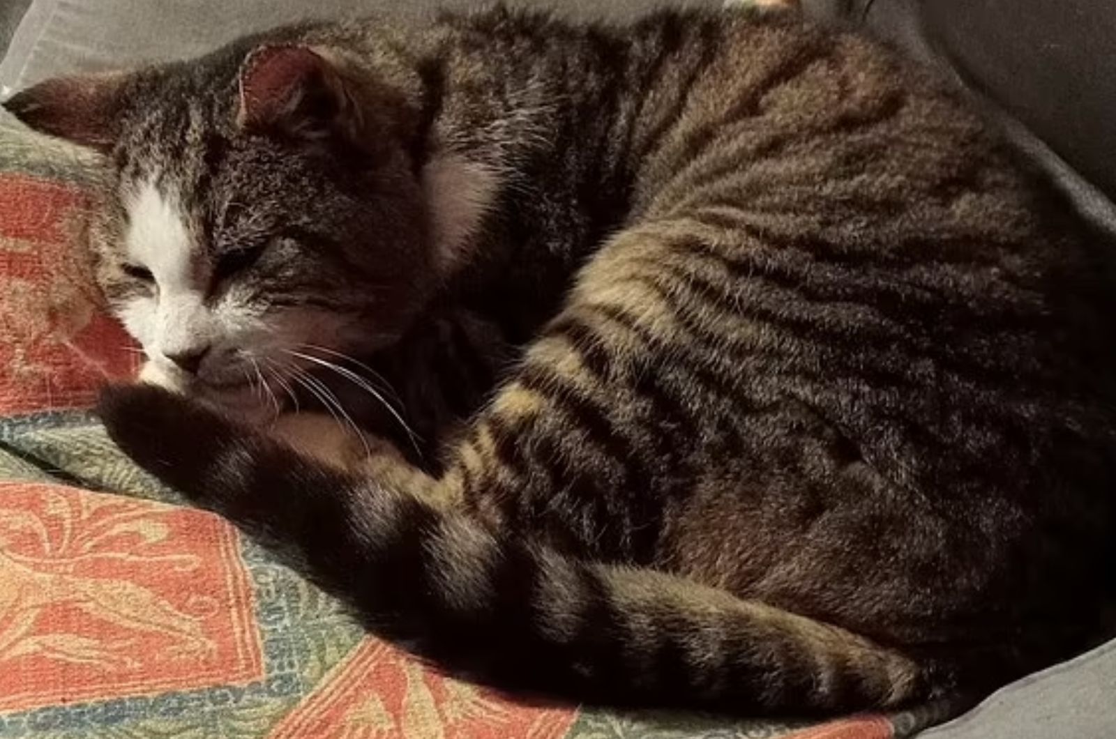 sleepy cat