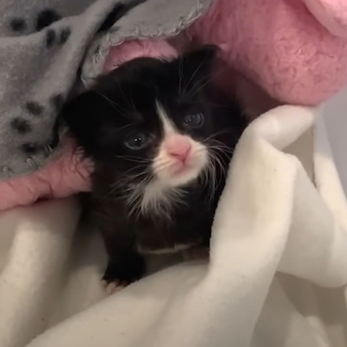 sleepy tiny kitten