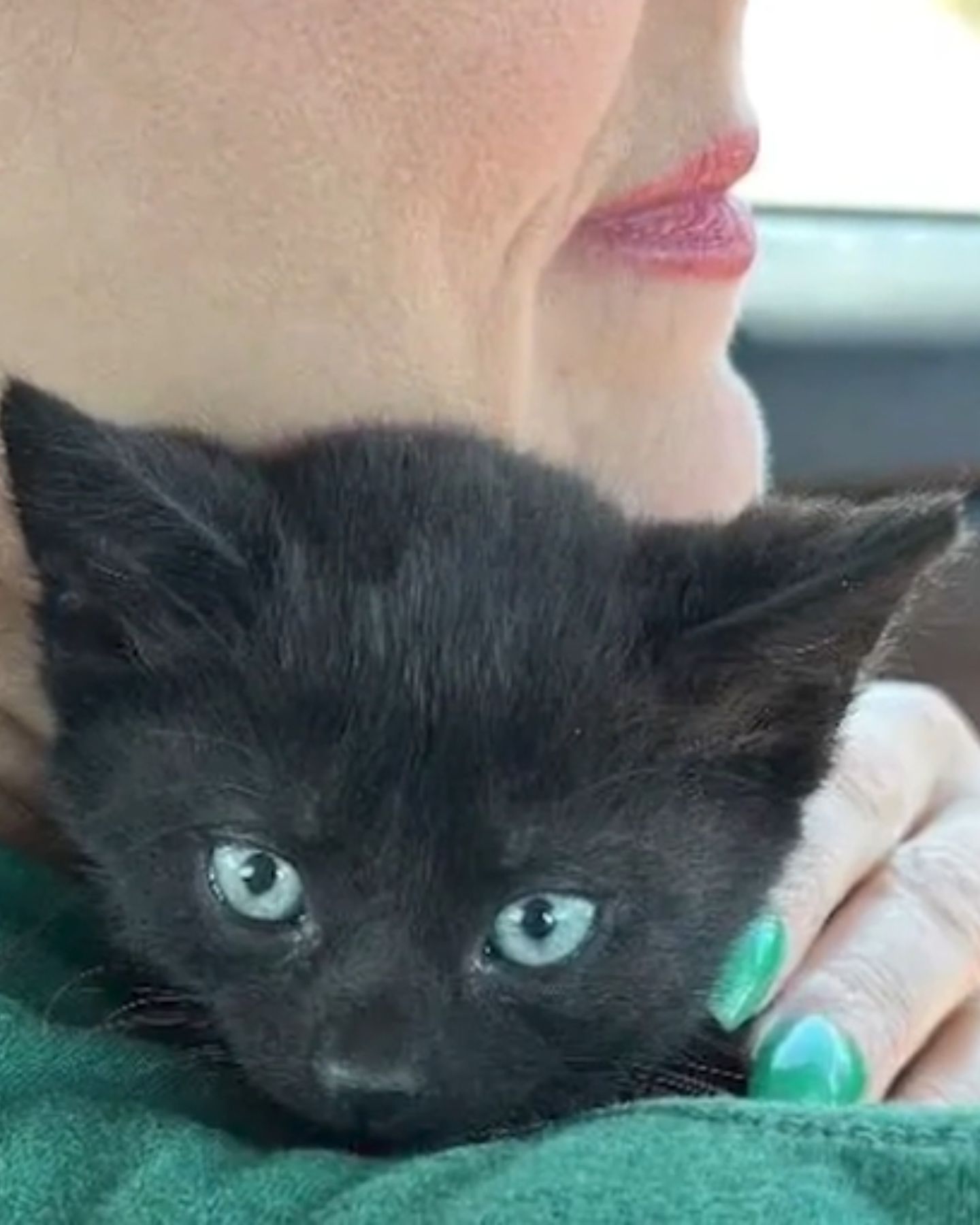 small black cat on a woman