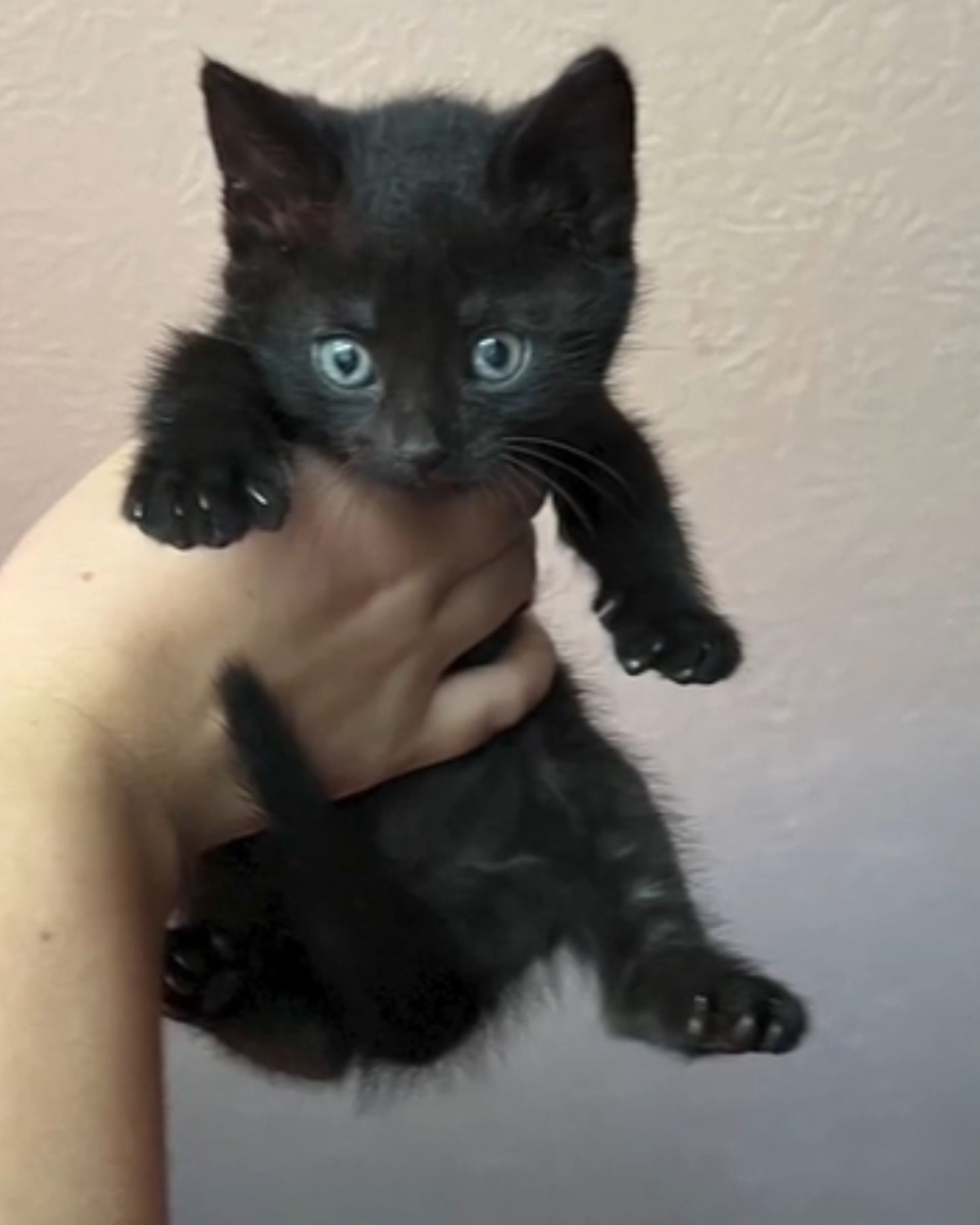 small black kitten in his hand
