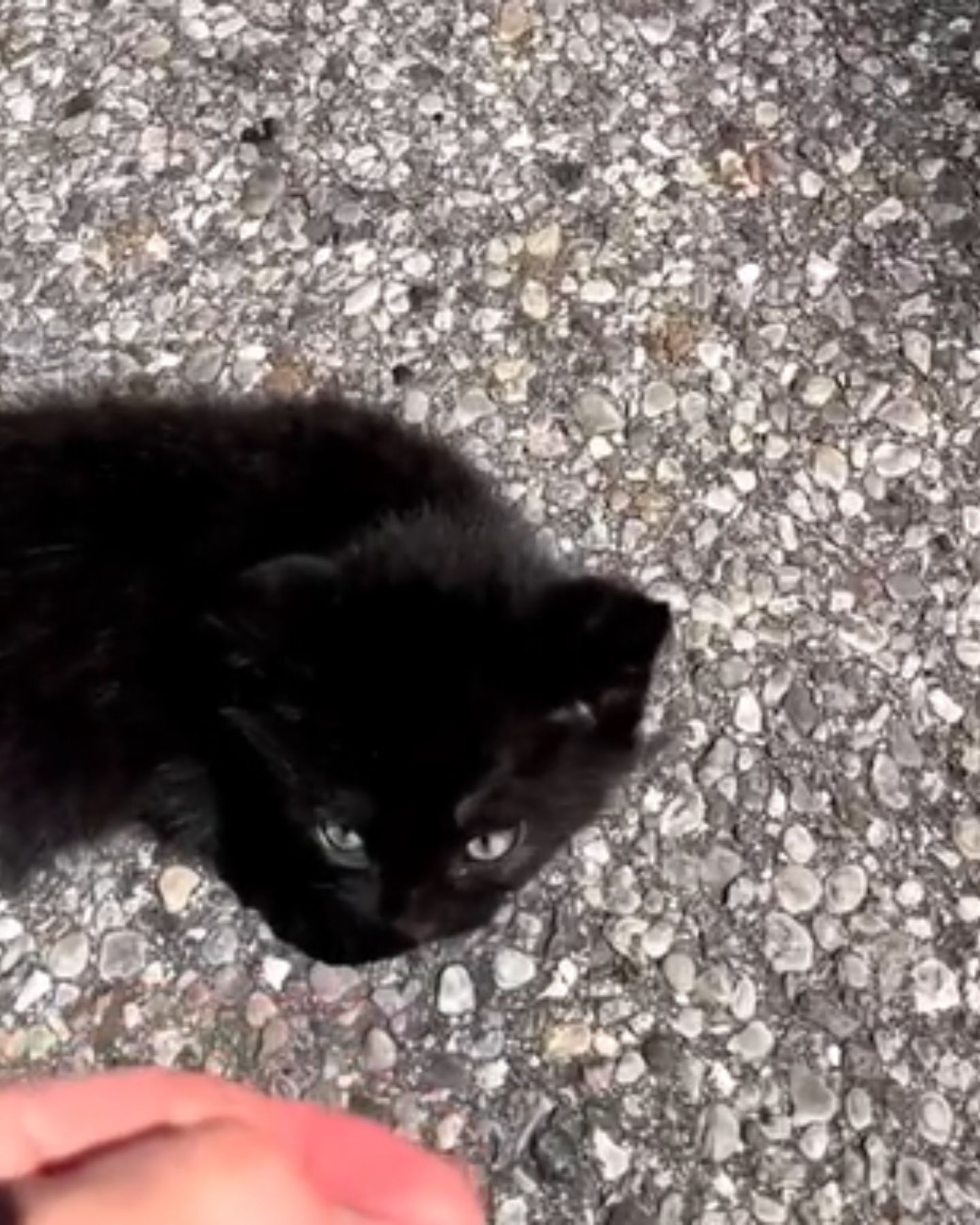 small black kitten on the concrete