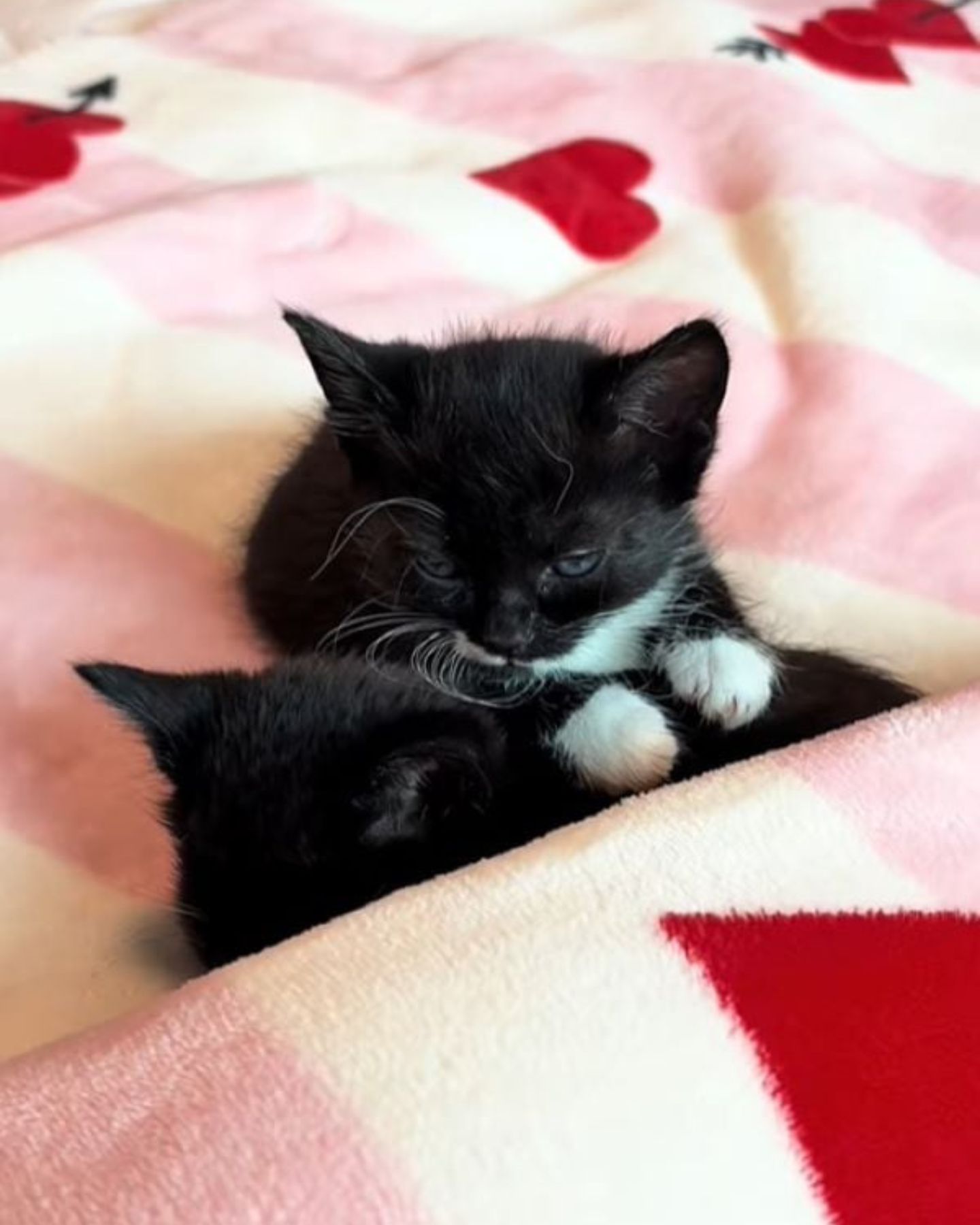 small black kittens