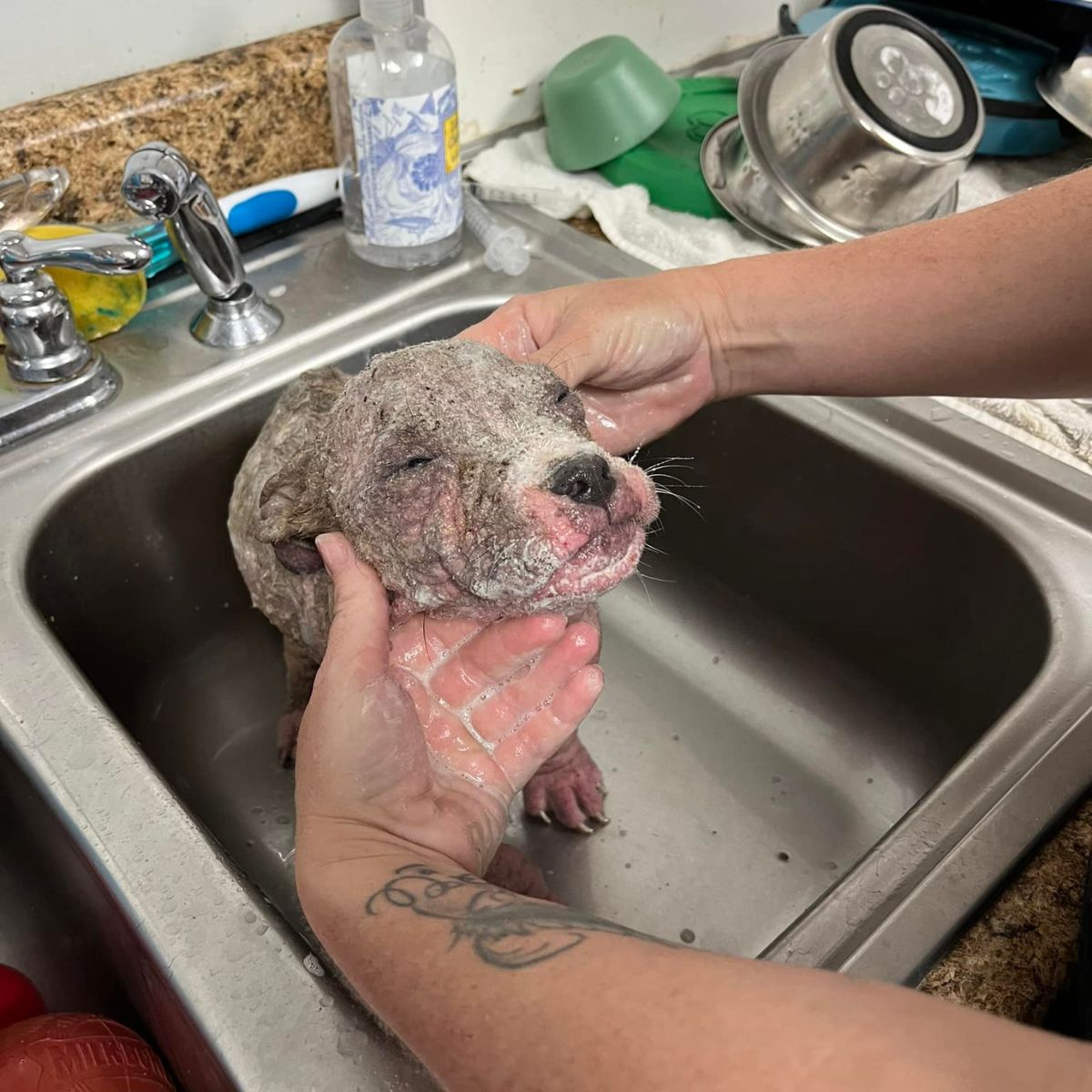 small dog is being bathed