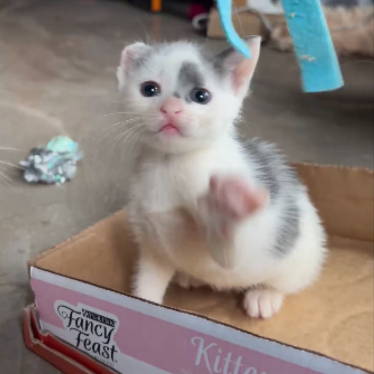 small kitten