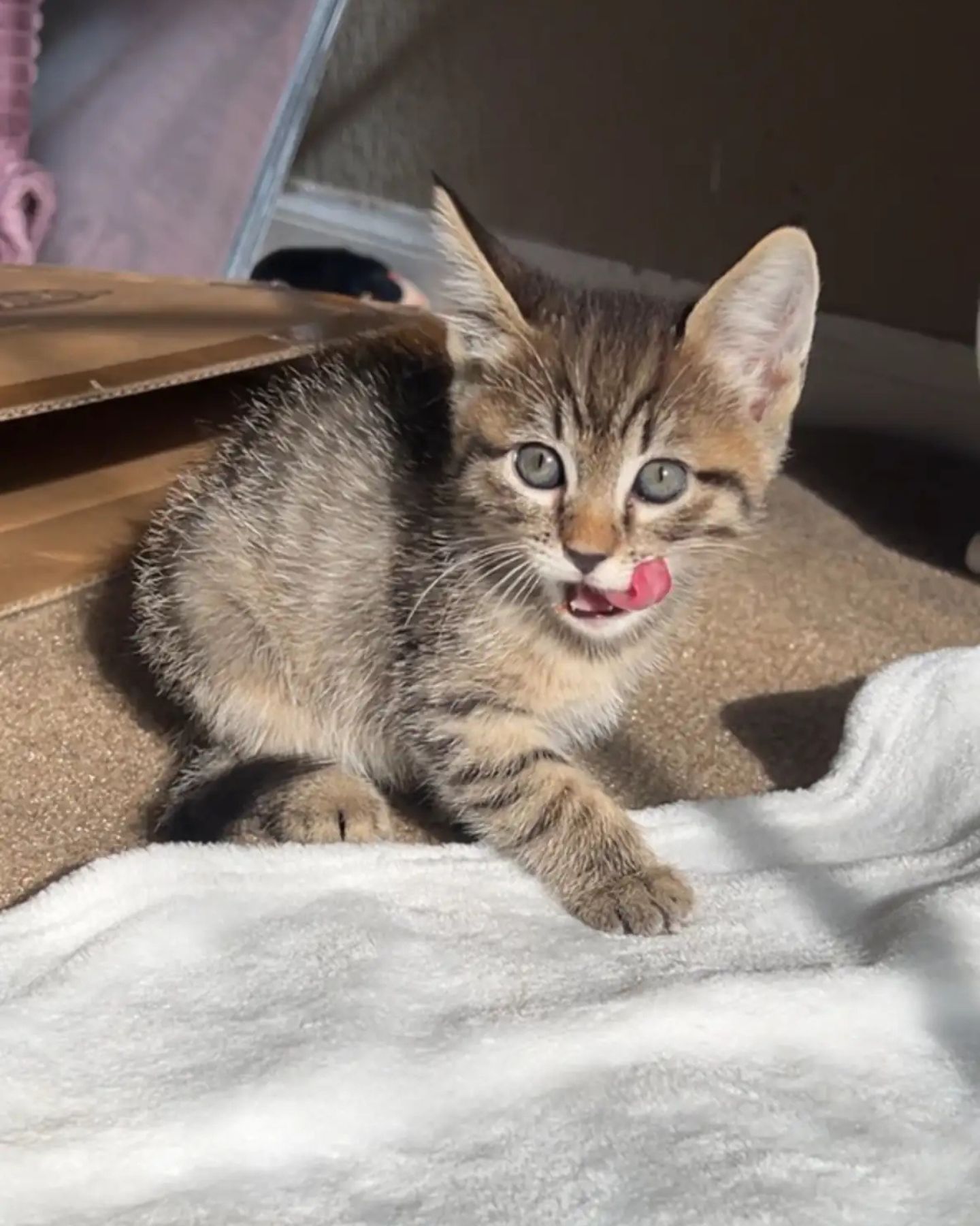 small kitten