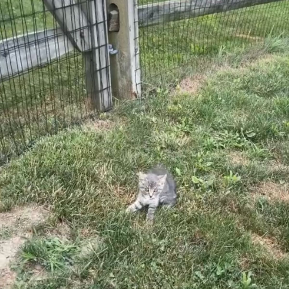 small kitten on grass