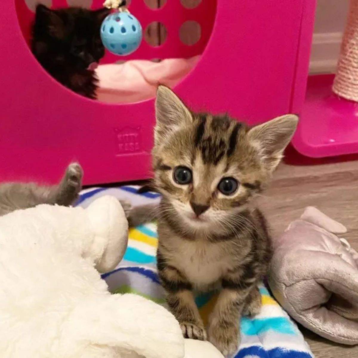 small kitten sitting