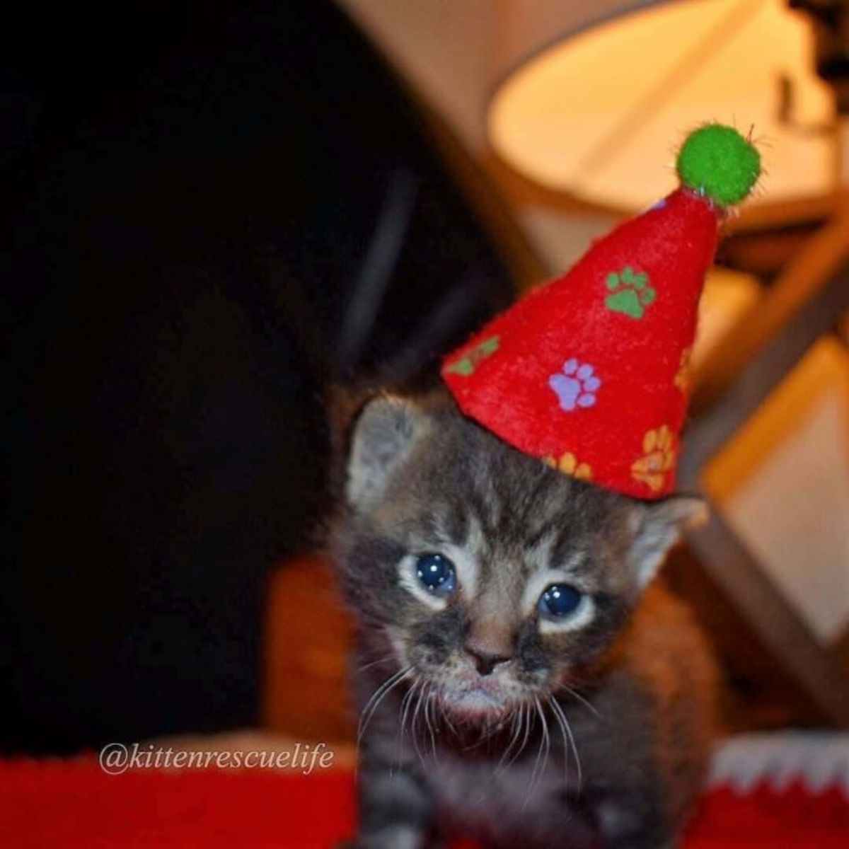 small kitten with a cap