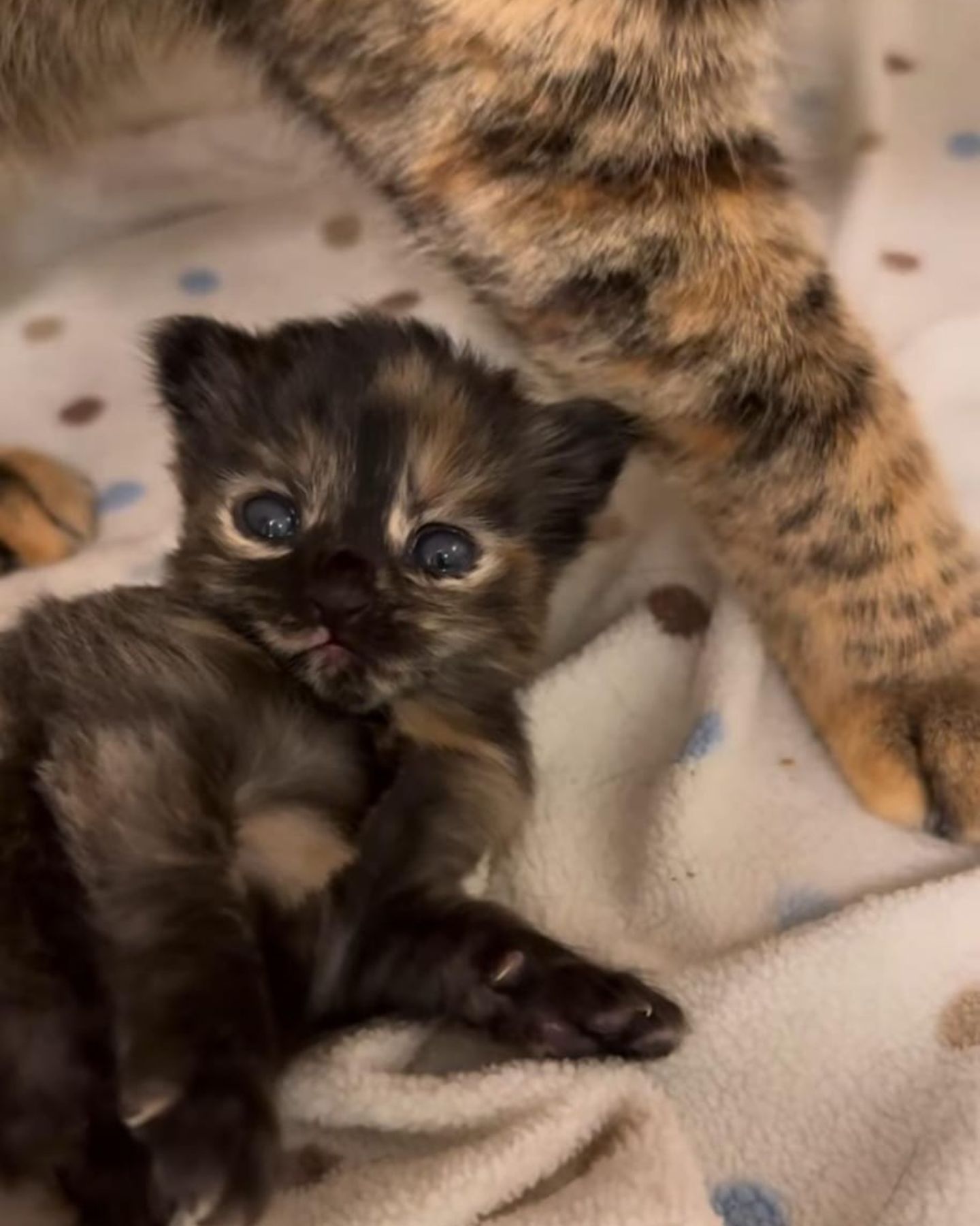 small kitten with blue eyes