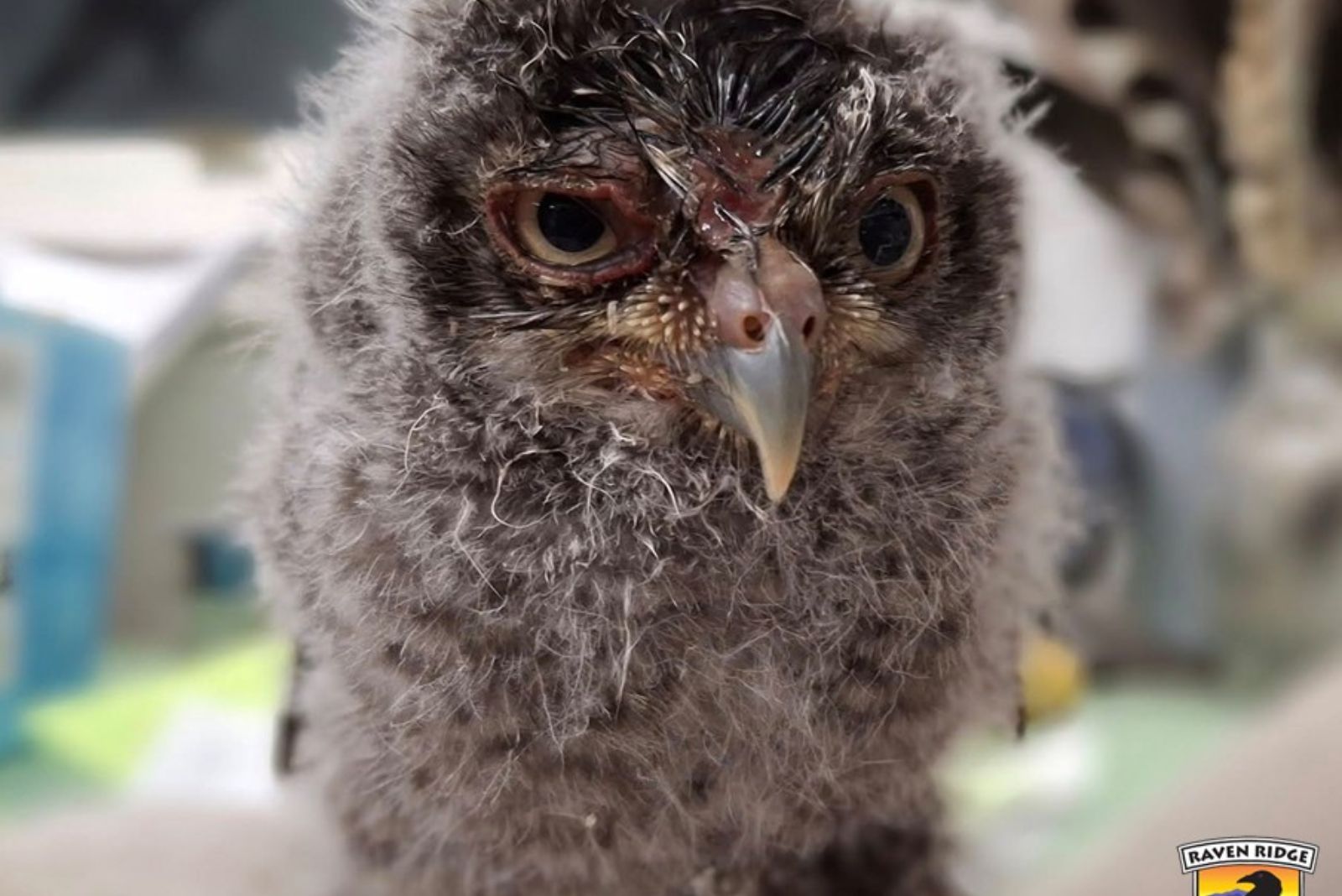 small owl