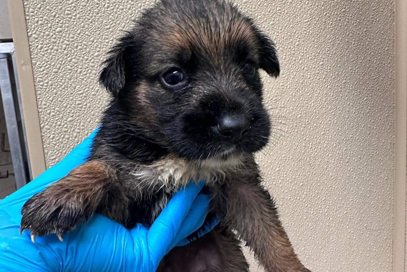 small puppy