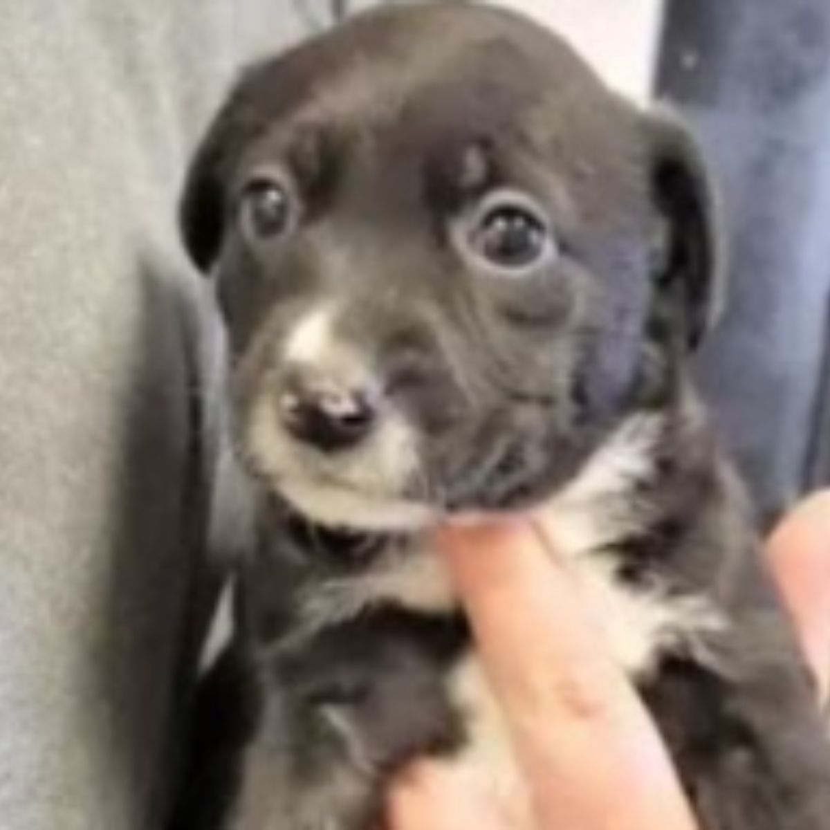 small puppy