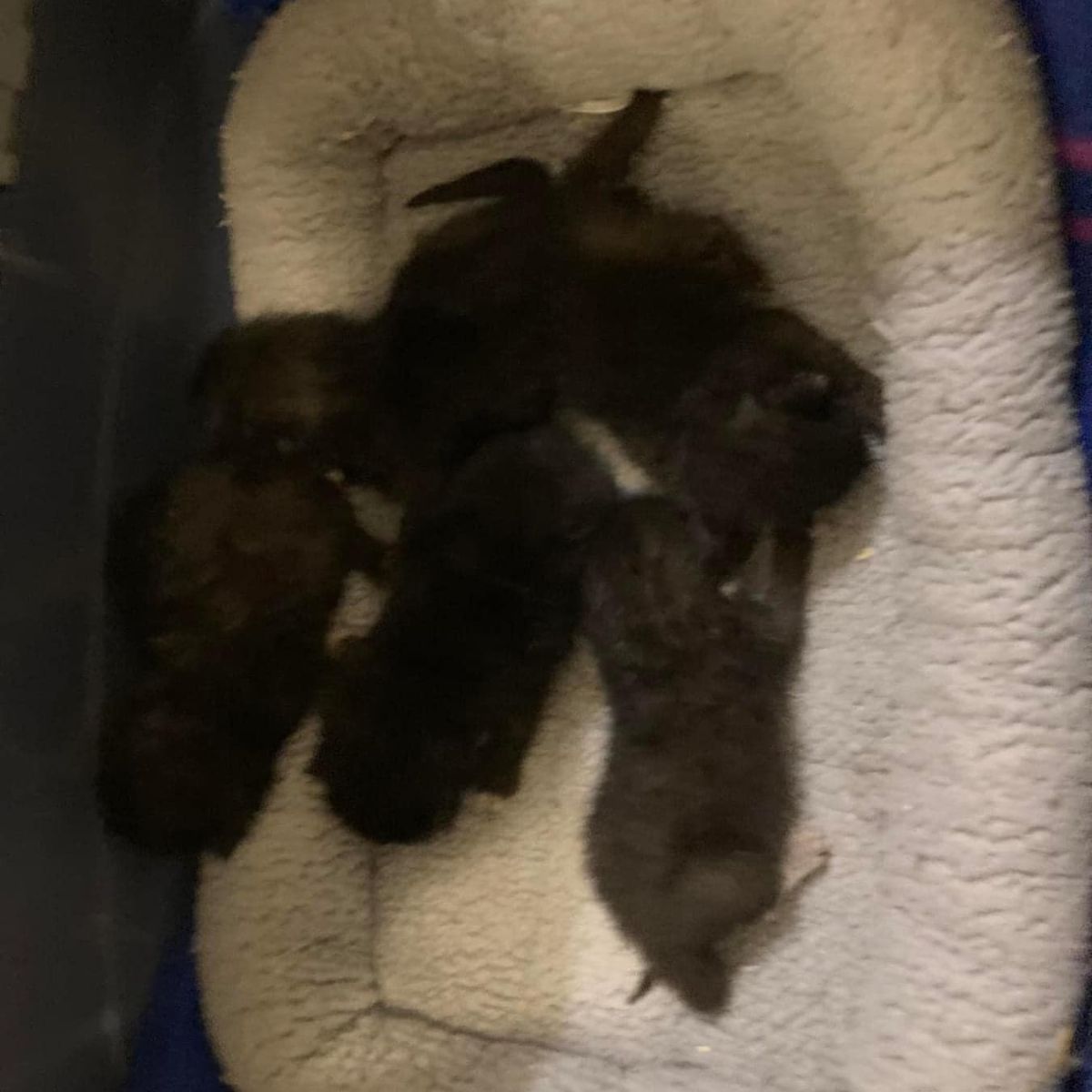 small rescued cats
