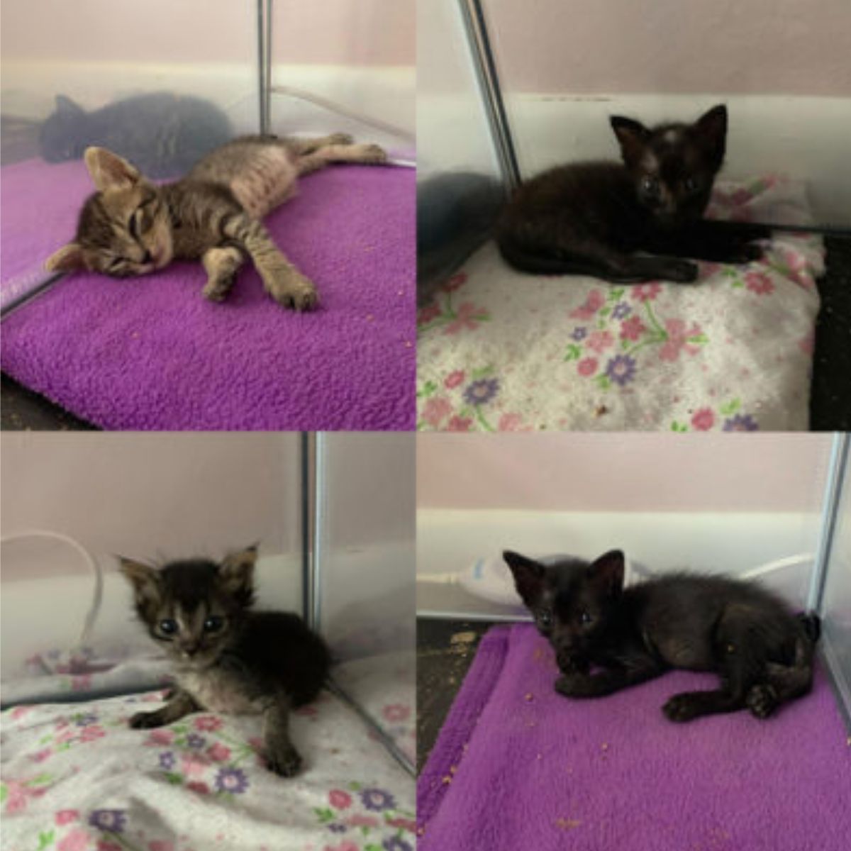 small rescued kittens