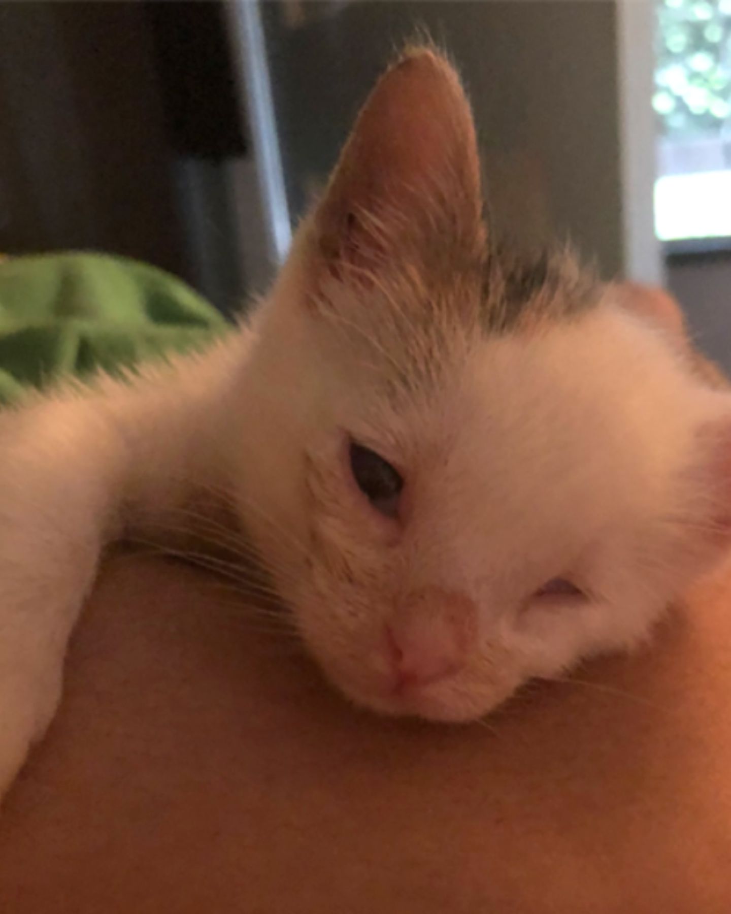 small white kitten