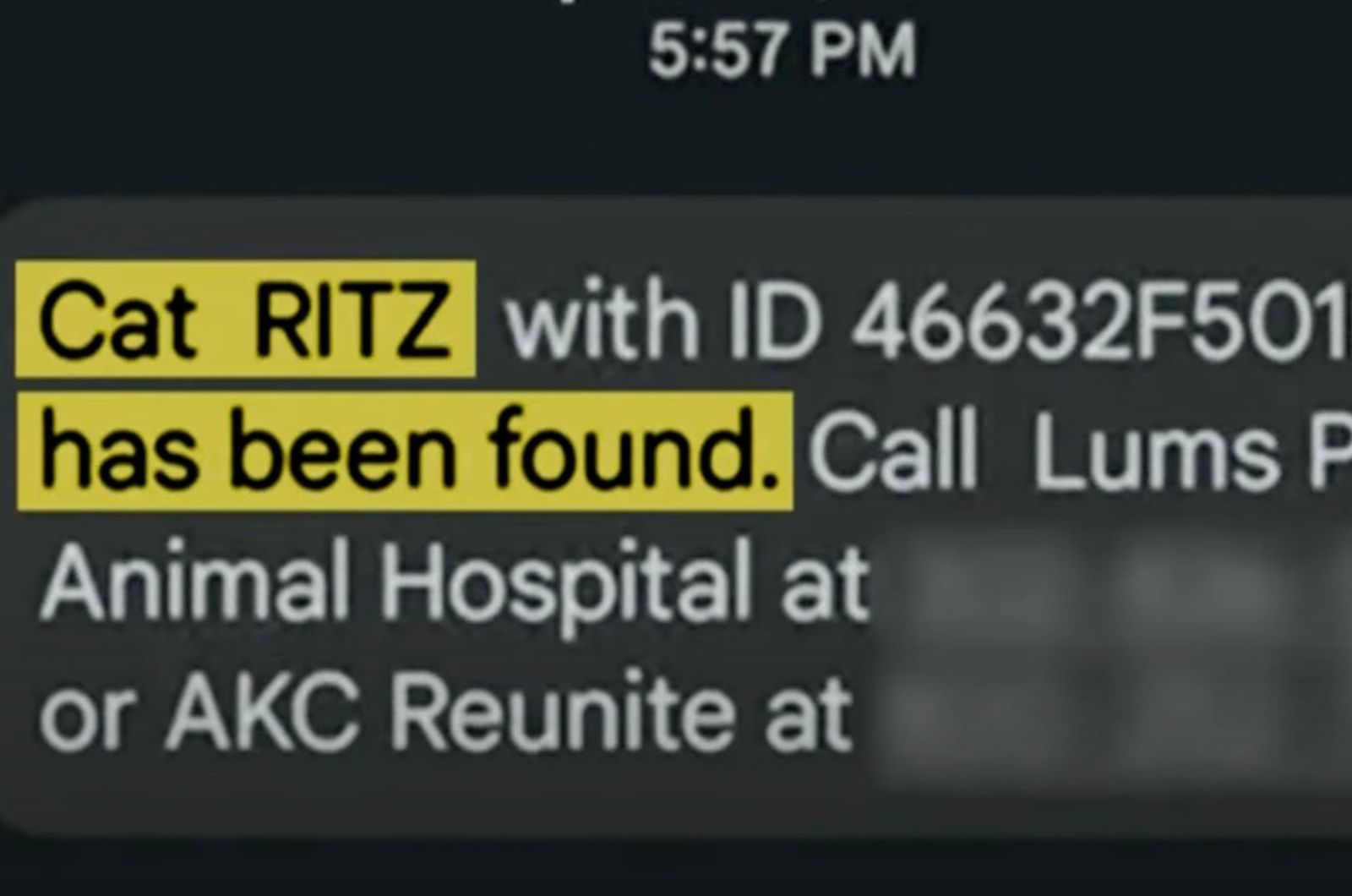 sms about missing cat