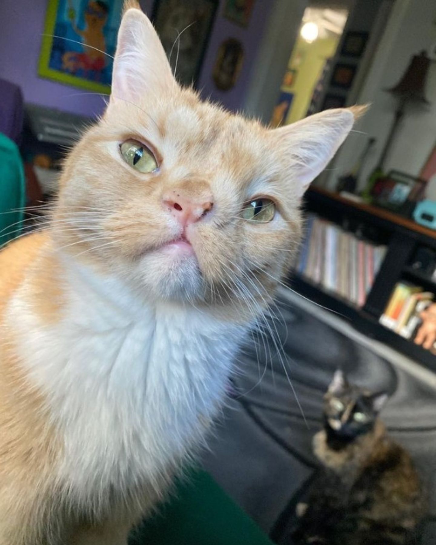 smushed face cat