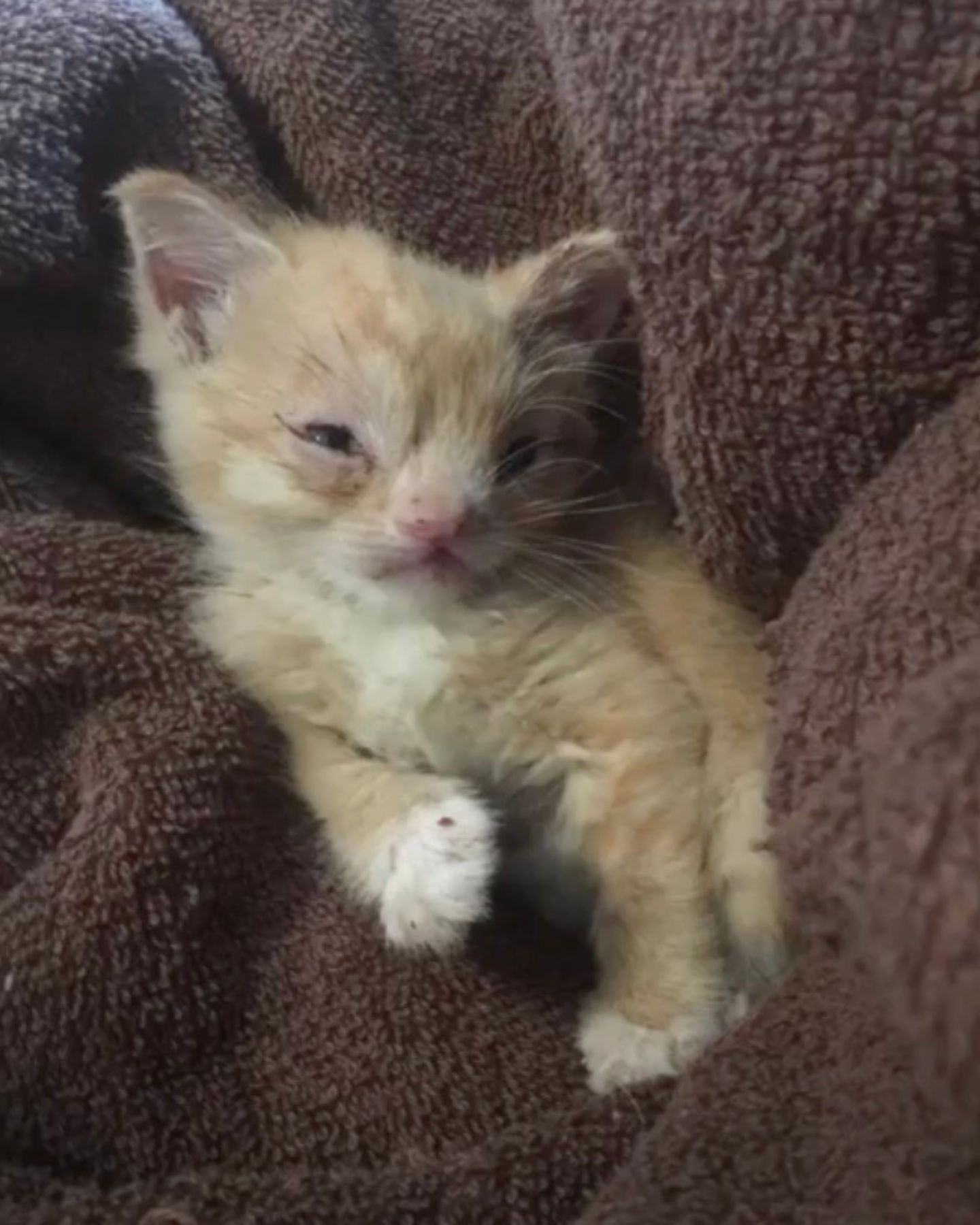 smushed face kitten