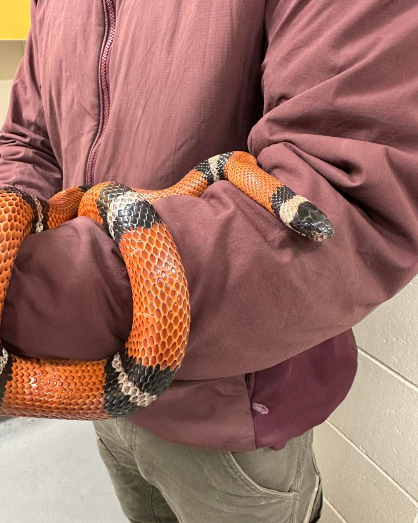 snake on man