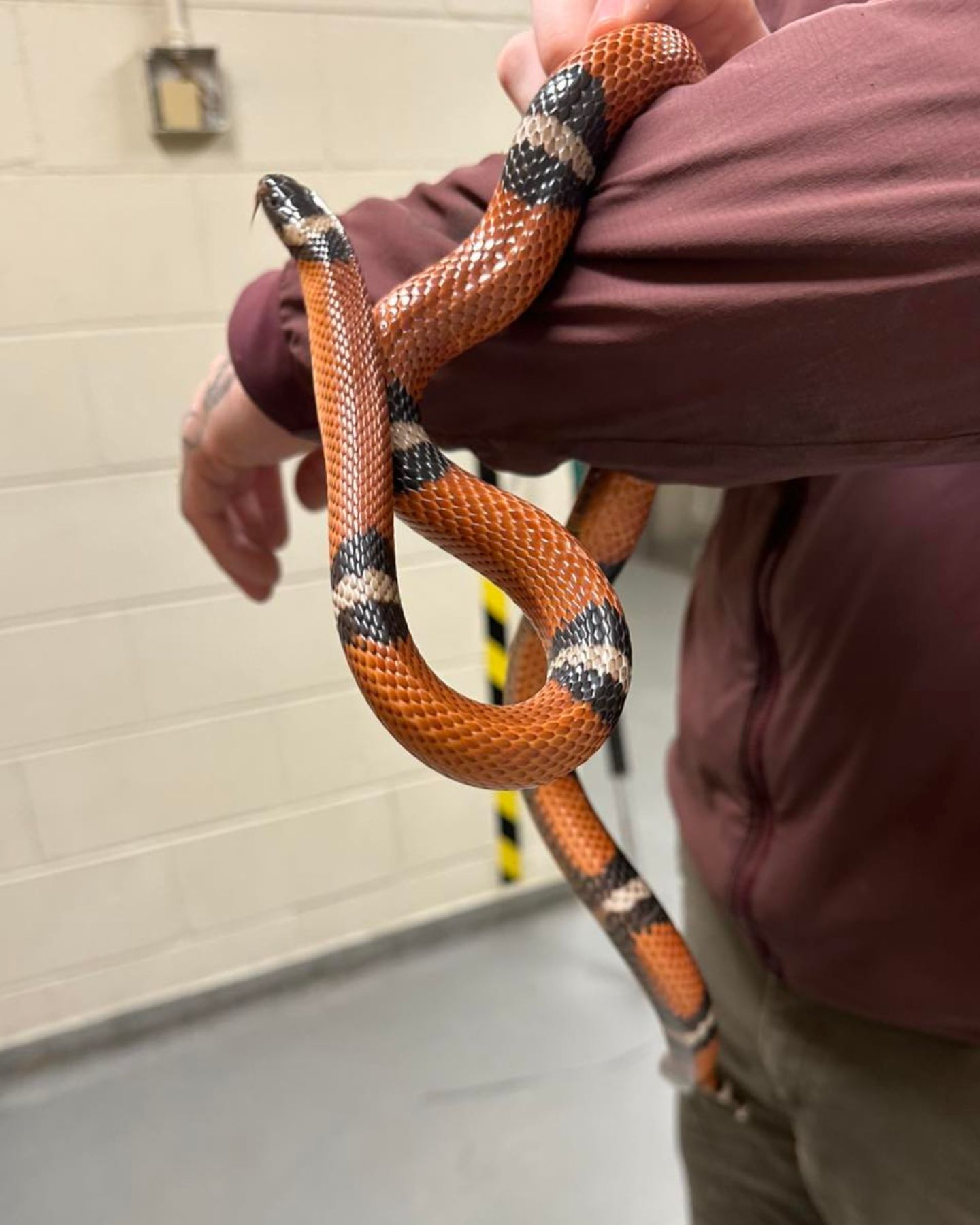 snake wrapped itself around the man's arm