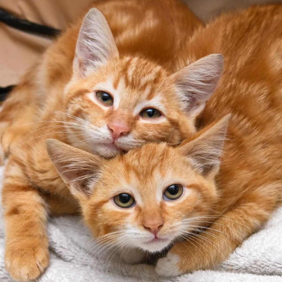 snarling ginger cats